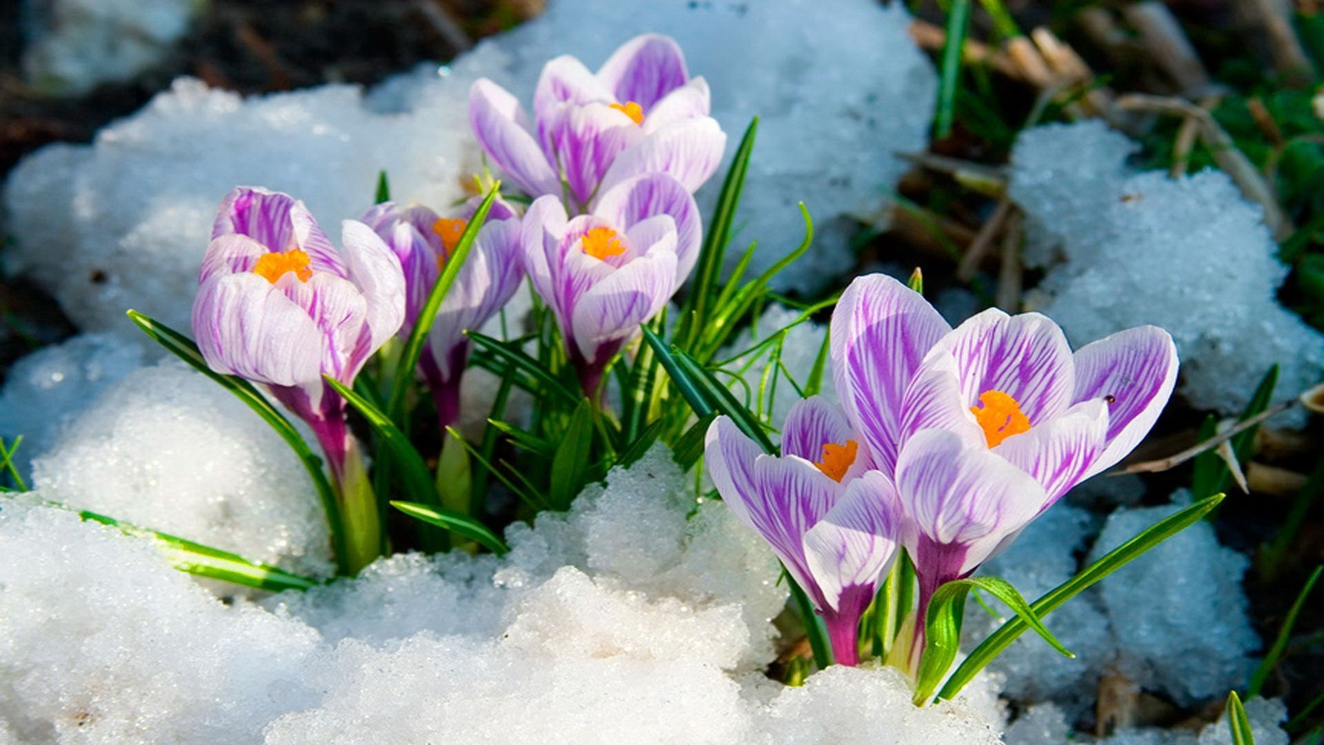 1920x1080 Spring Flowers in Snow Wallpapers