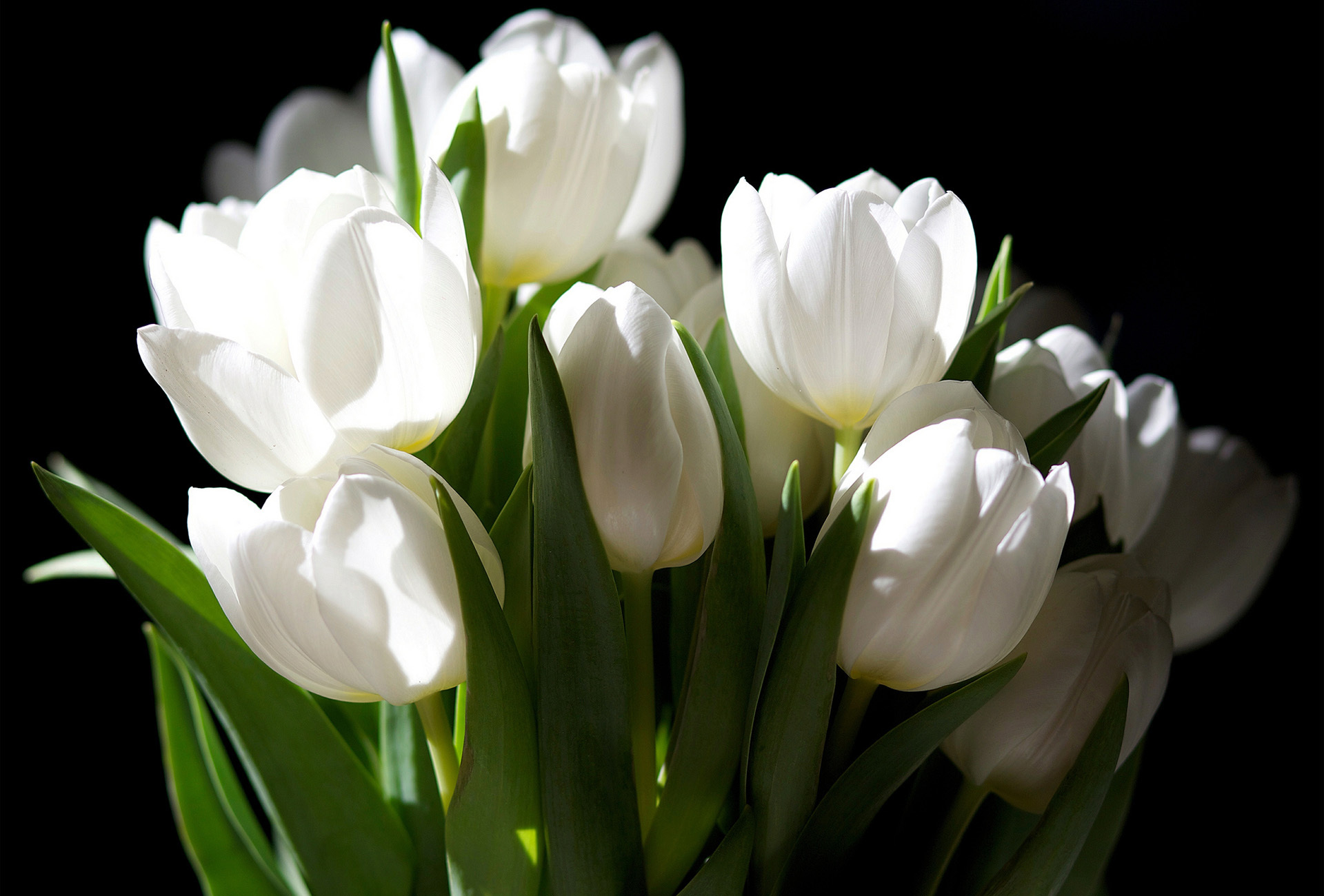 1920x1300 1200+ Tulip HD Wallpapers and Backgrounds