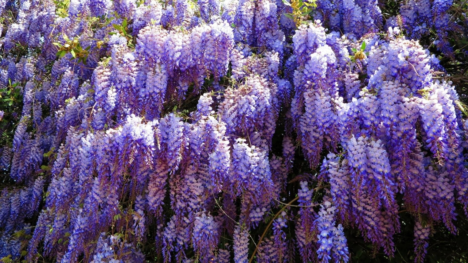 1920x1080 Wisteria Wallpaper (55+ pictures