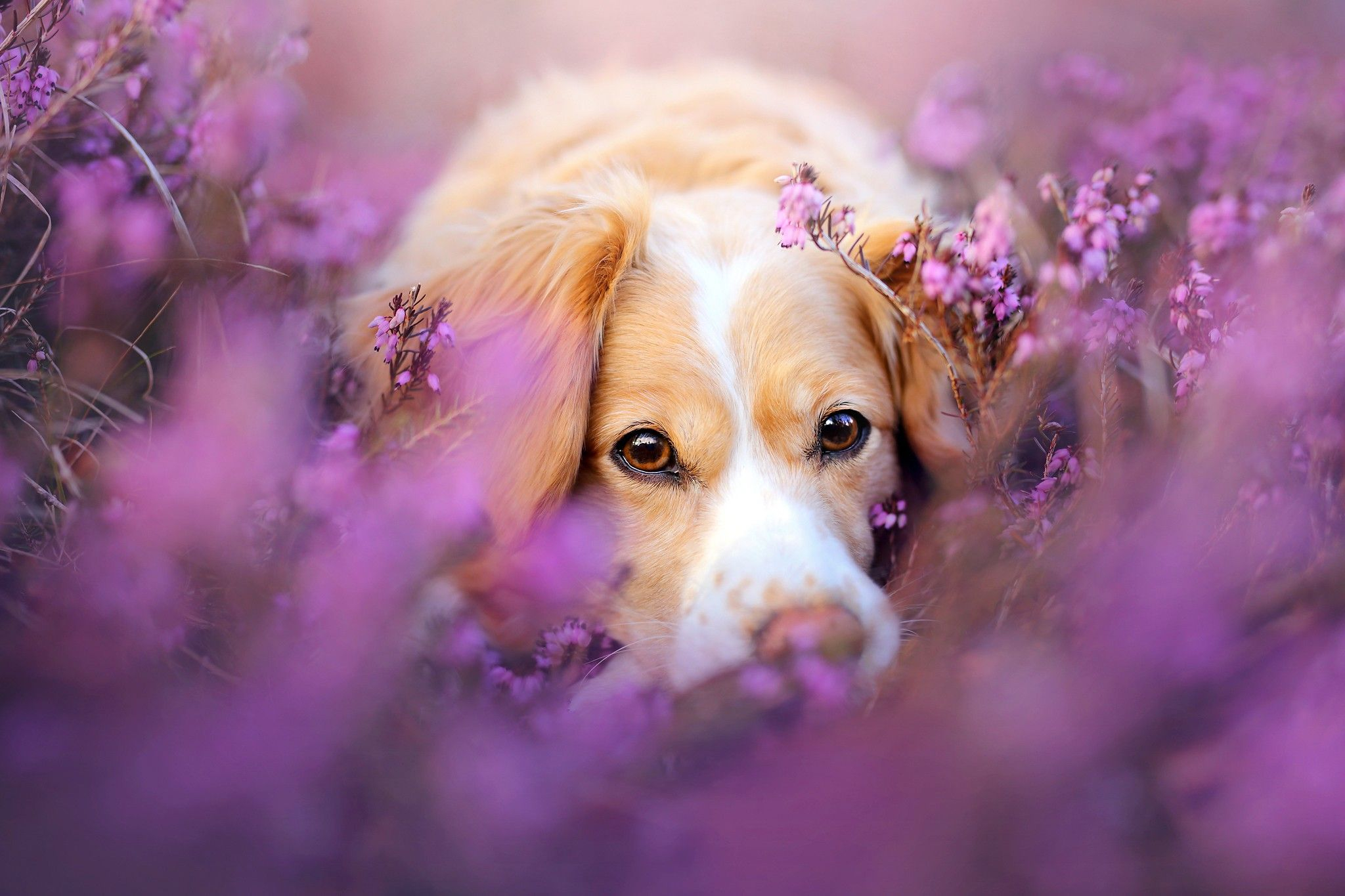 2048x1365 Dogs With Flowers Wallpapers