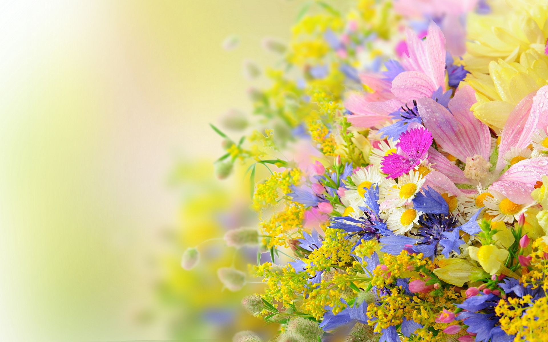 1920x1200 Summer Flowers Nature Wallpapers Top Free Summer Flowers Nature Backgrounds