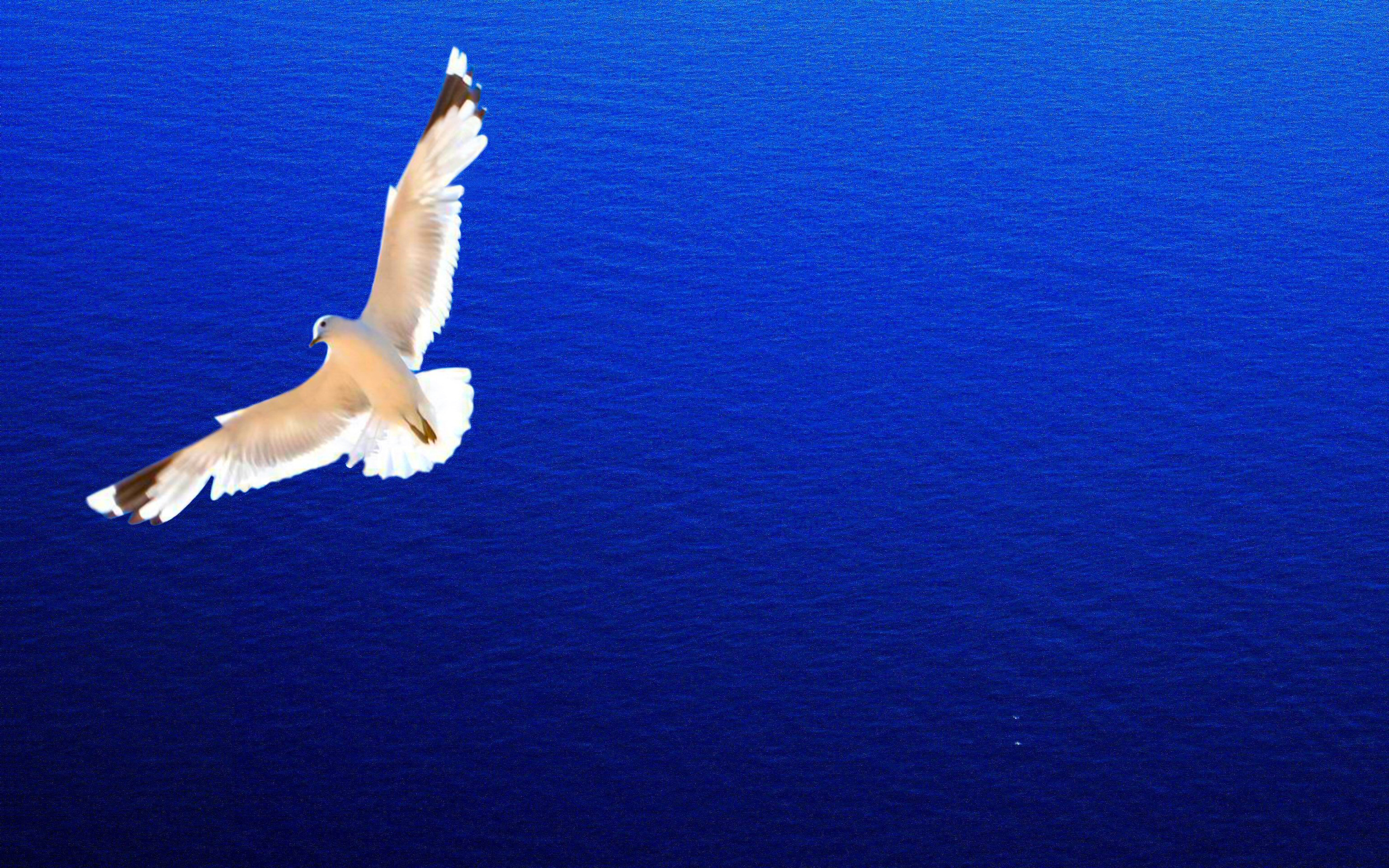 3072x1920 220+ Seagull HD Wallpapers and Backgrounds