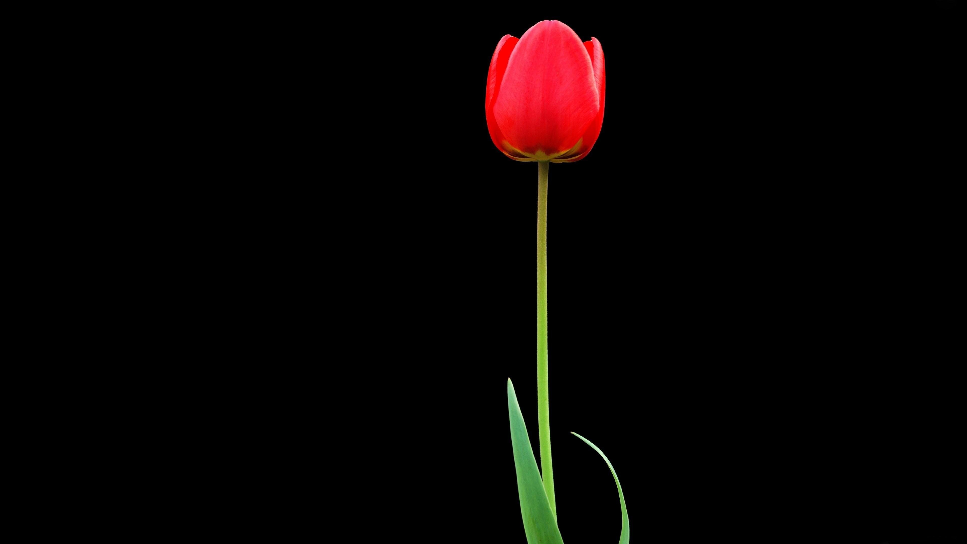 3840x2160 Tulip Red Flower Wallpaper [