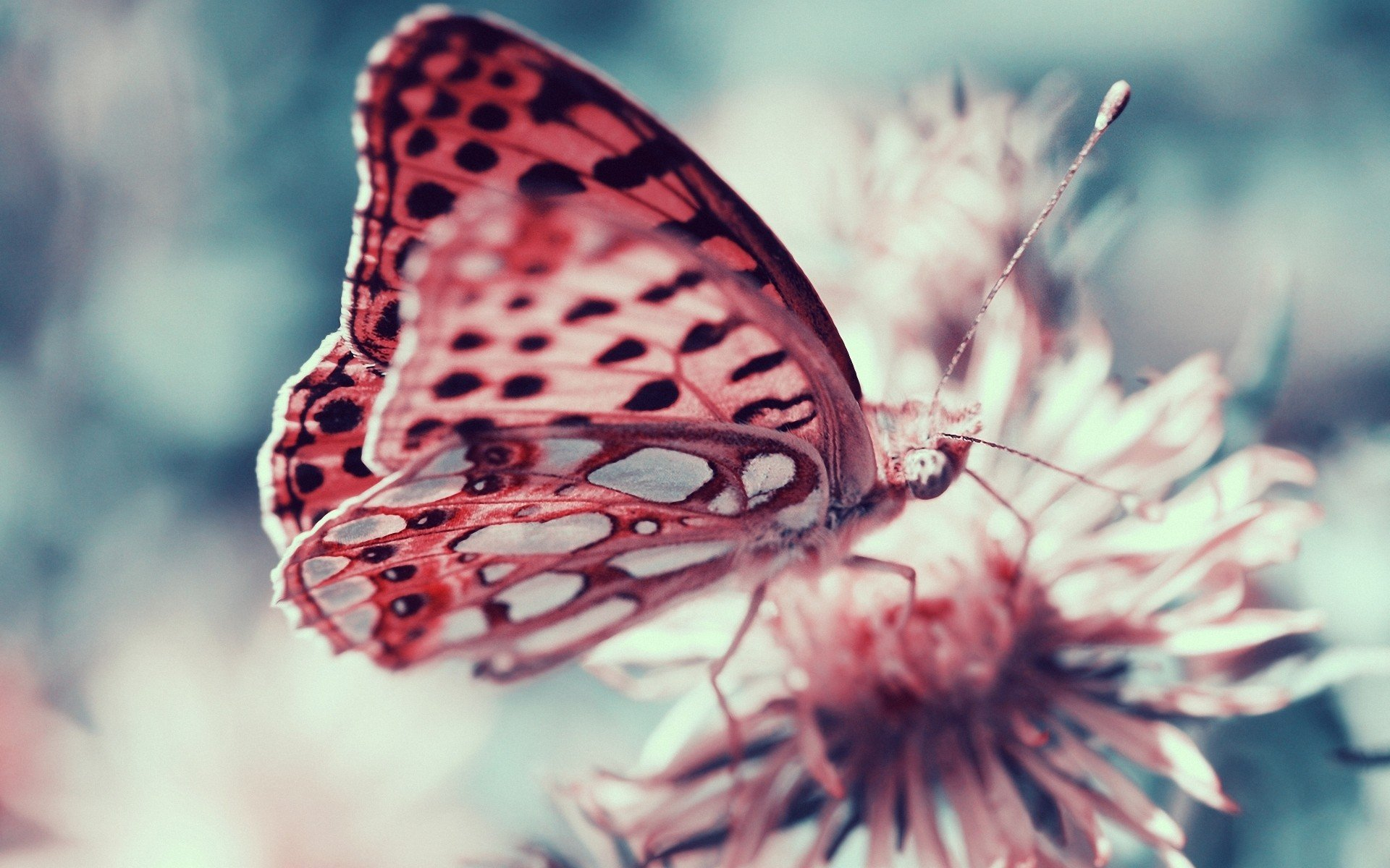 1920x1200 Pink butterfly animal insect flower wallpaper | | 447069 |