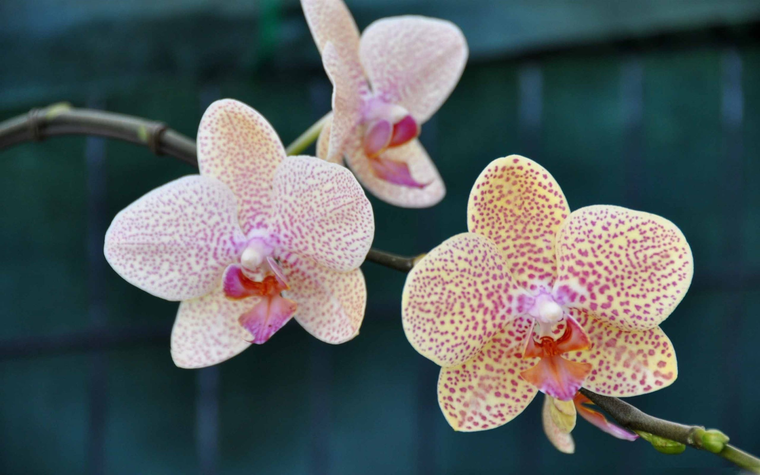 2560x1600 1000+ Best Orchid Mac Wallpapers Free HD Download
