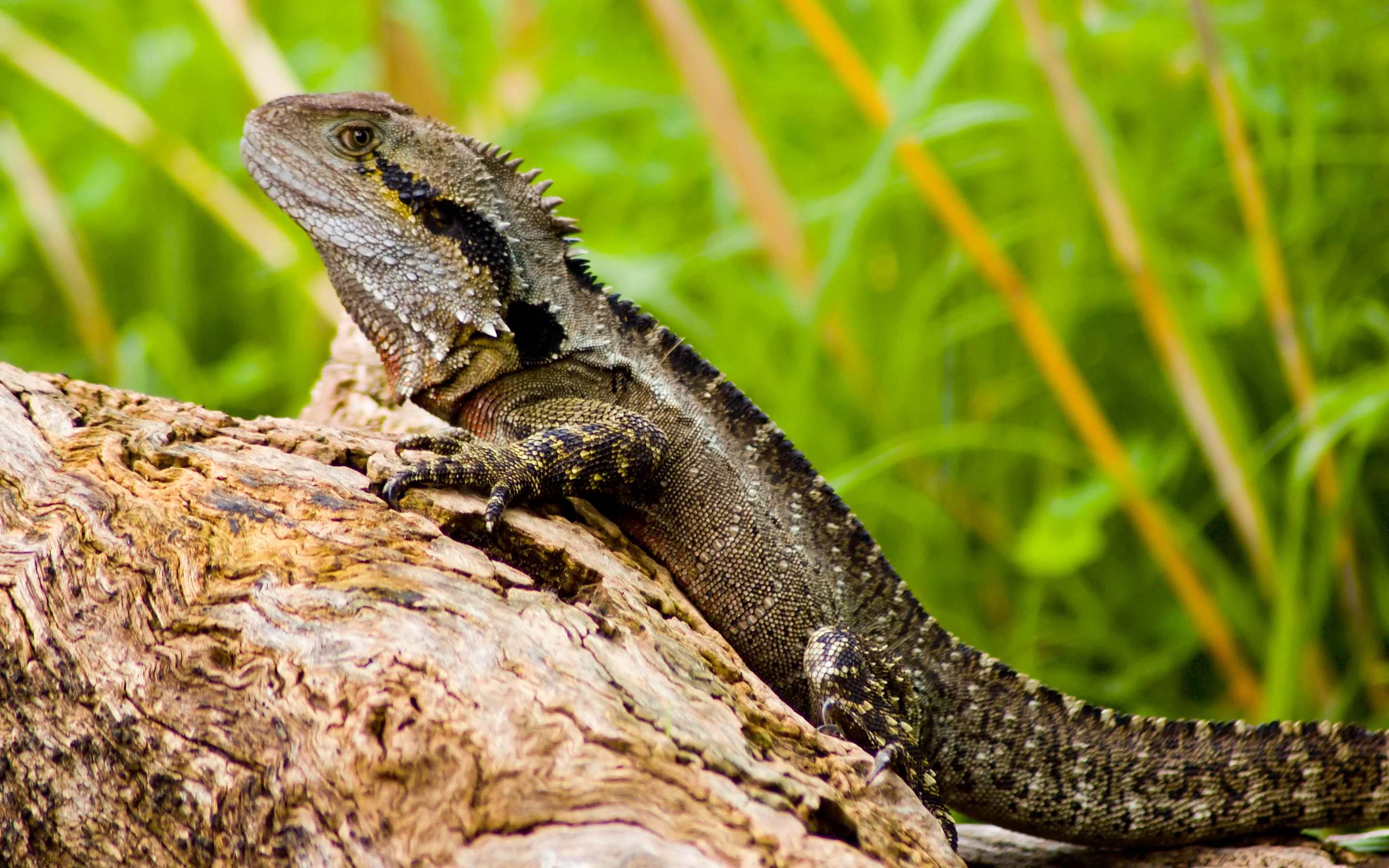 2880x1800 10+ Eastern Water Dragon HD Wallpapers and Backgrounds