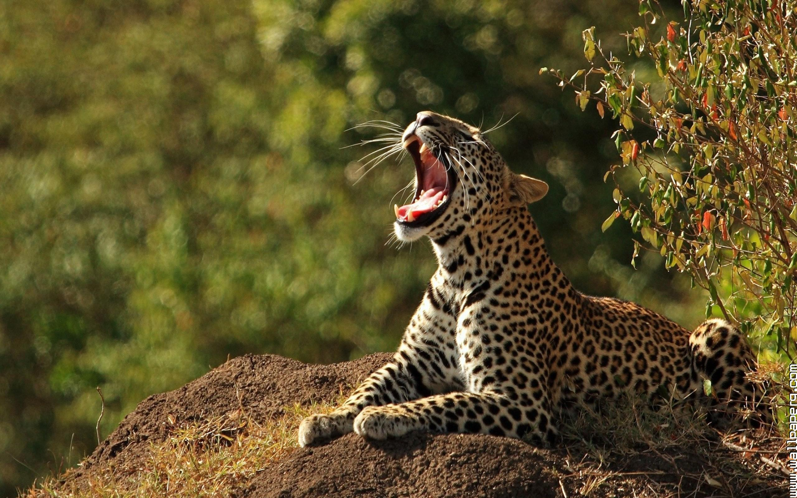 2560x1600 Download Animals leopards wild cats awesome wallpaper Wild animals for your mobile cell phone