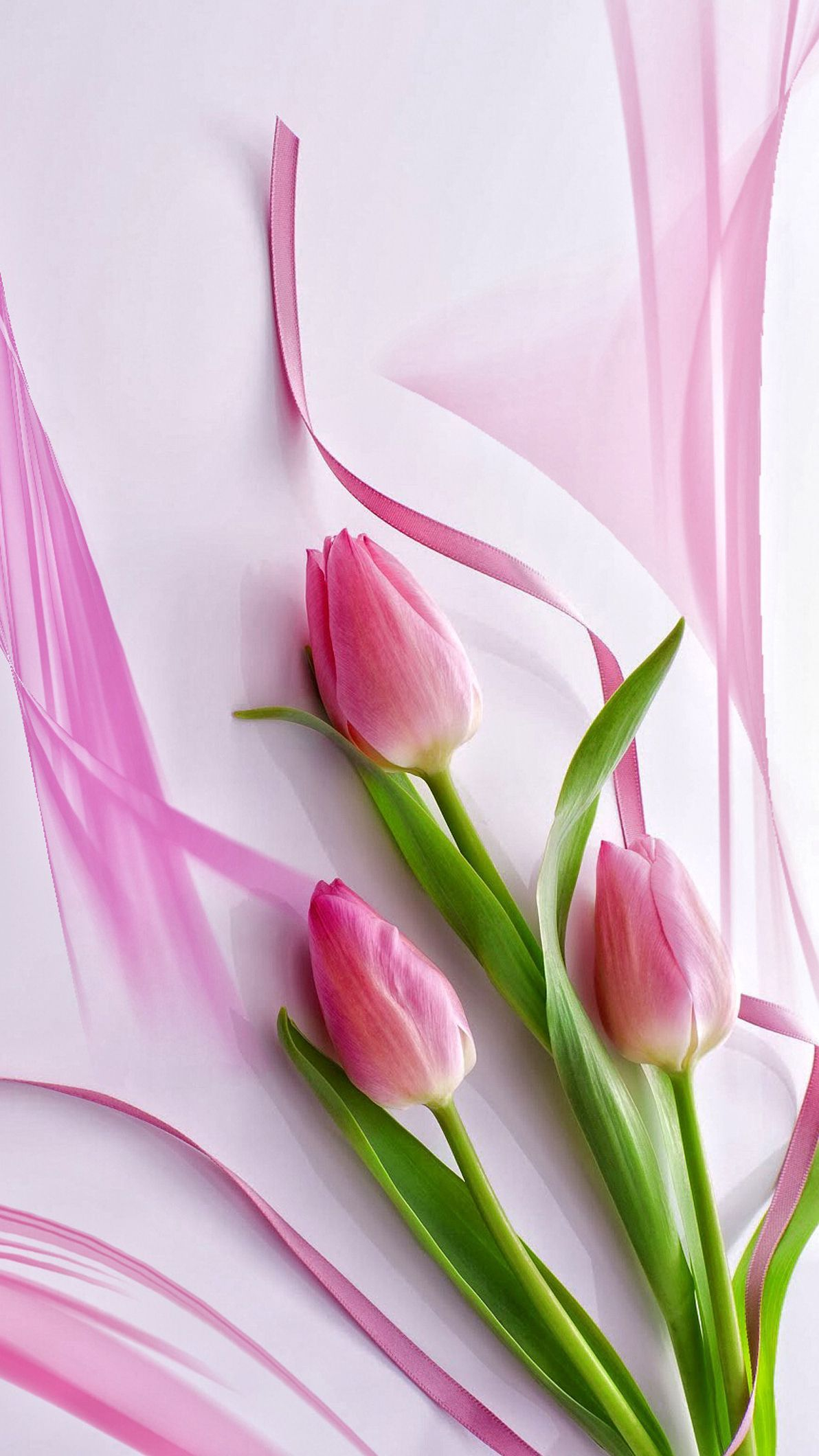 1192x2120 Spring Tulip iPhone Wallpapers