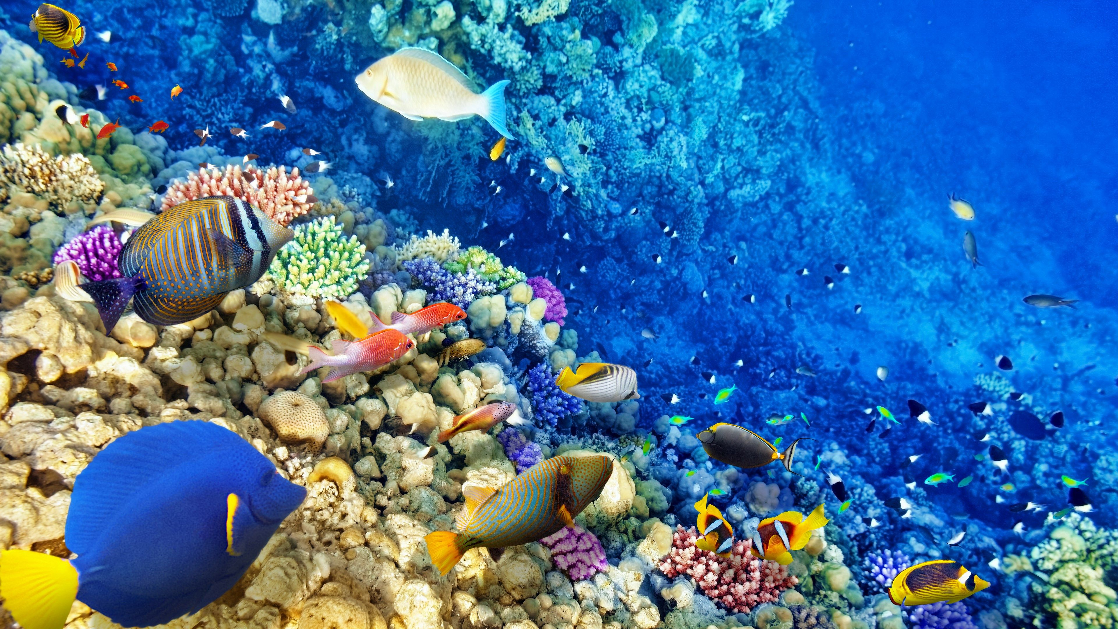 3840x2160 Coral Reefs Wallpapers