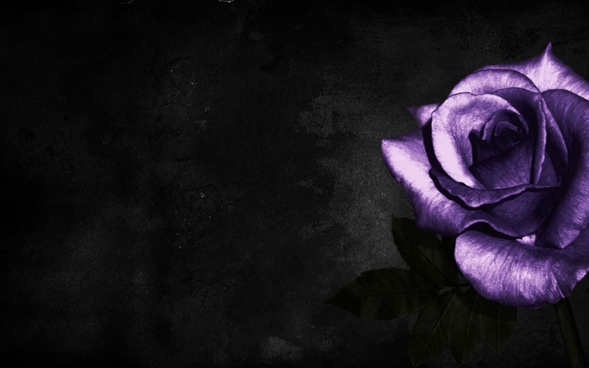 1920x1200 Purple and Black Rose Wallpapers Top Free Purple and Black Rose Backgrounds