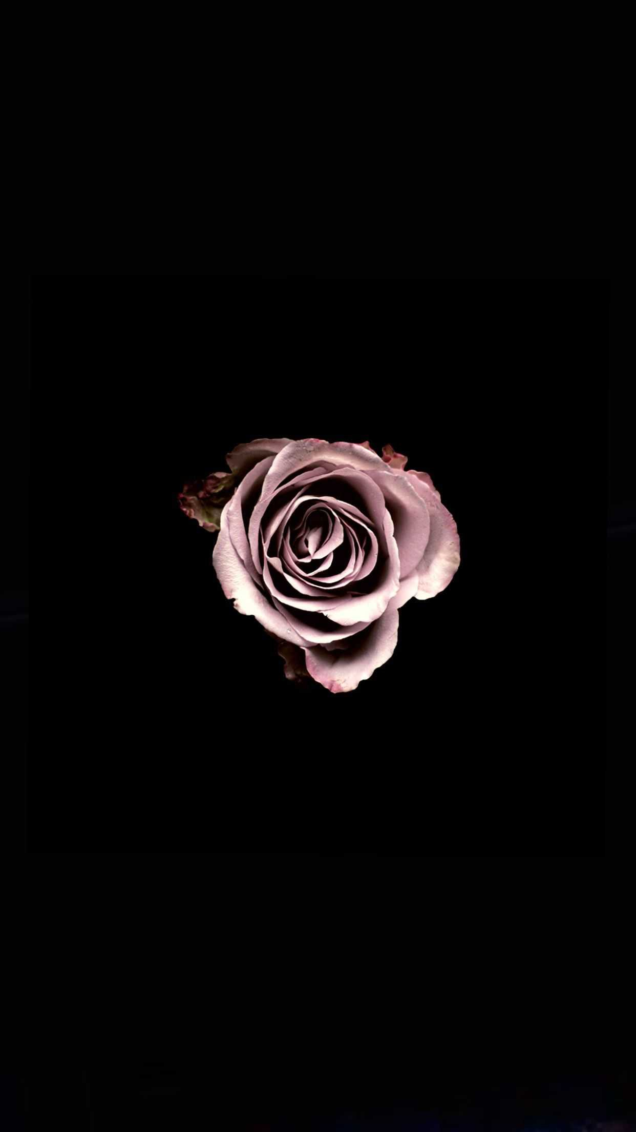 1242x2208 Black Rose Wallpaper