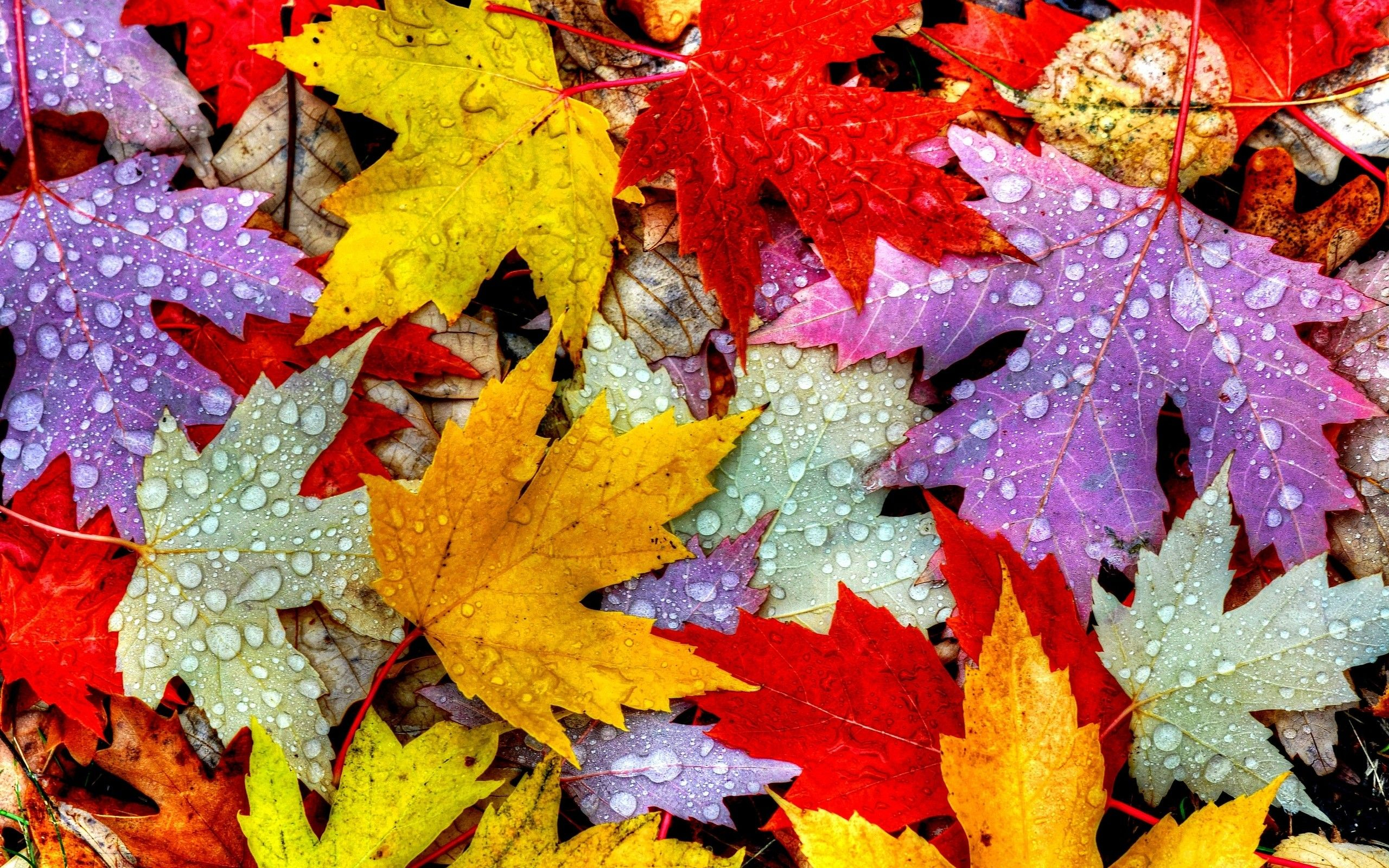 2560x1600 Autumn Leaf Wallpapers Top Free Autumn Leaf Backgrounds