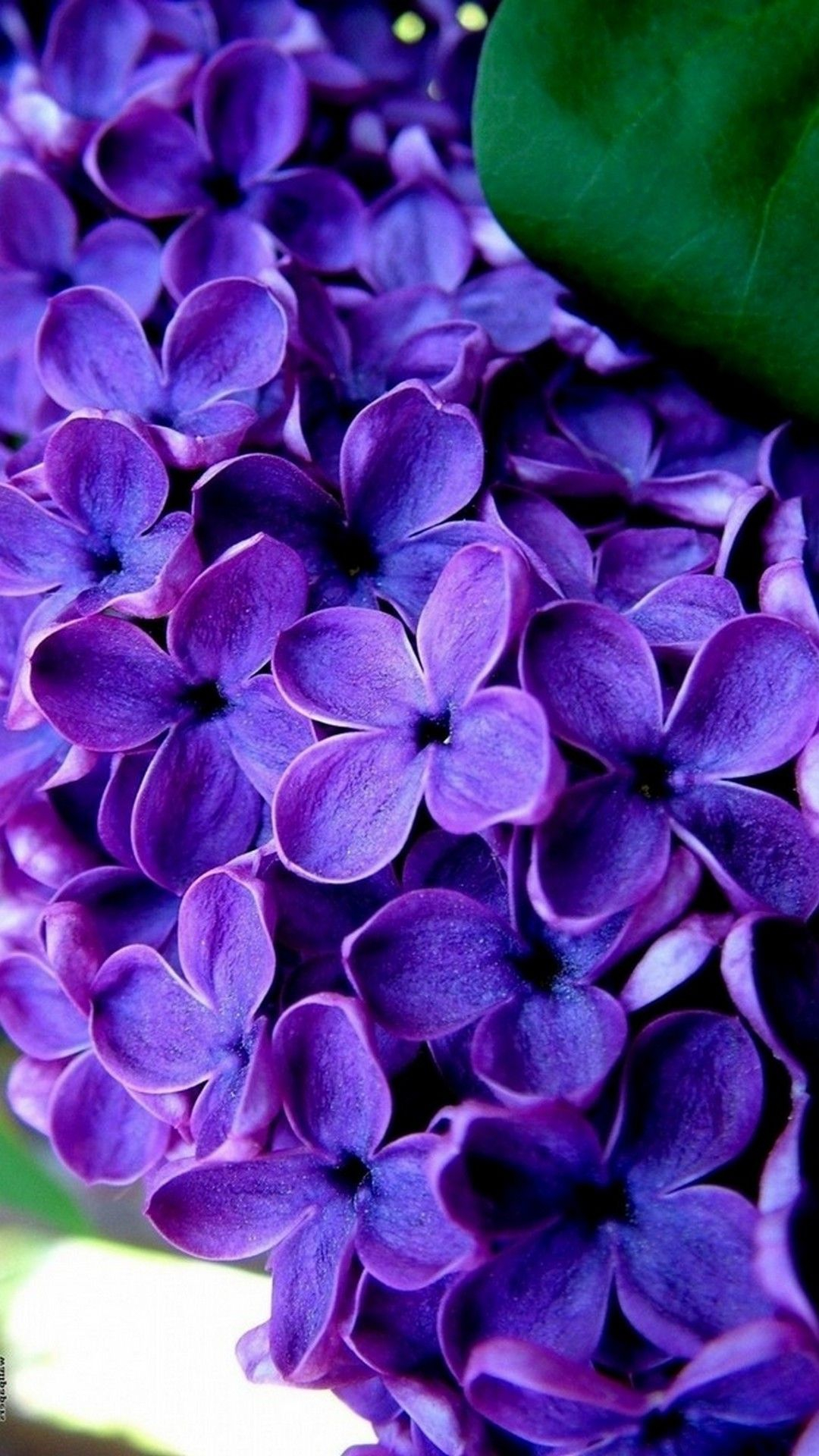 1080x1920 Purple Flowers Mobile Wallpaper HD | Best HD Wallpapers | Purple flowers wallpaper, Purple flowers, Lilac flowers