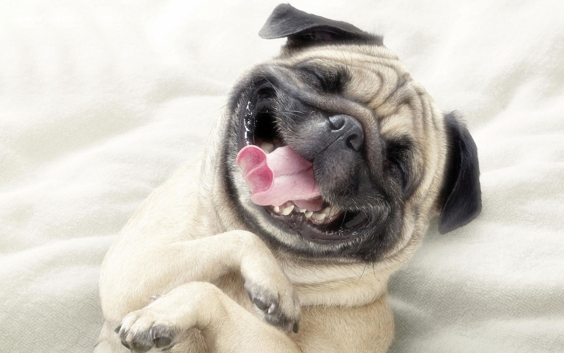 1920x1200 Adorable Pug, HD Animals, 4k Wallpapers, Images, Backgrounds, Photos and Pictures