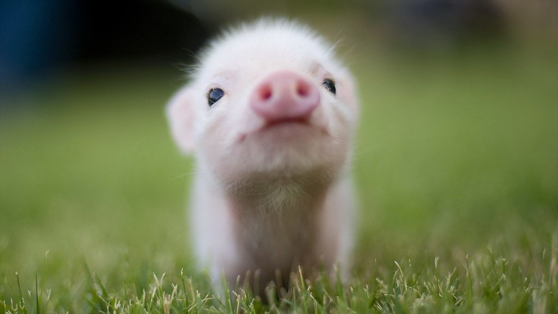 1920x1080 50+ Pig HD Wallpapers and Backgrounds