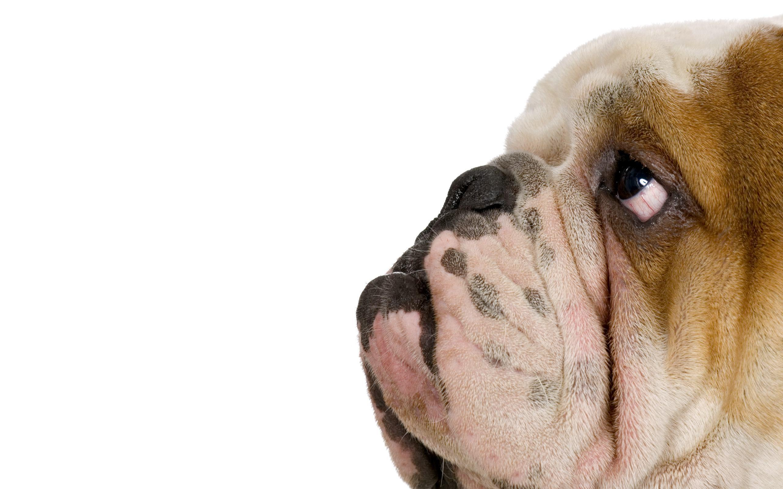 2560x1600 Ugly Dog Wallpapers