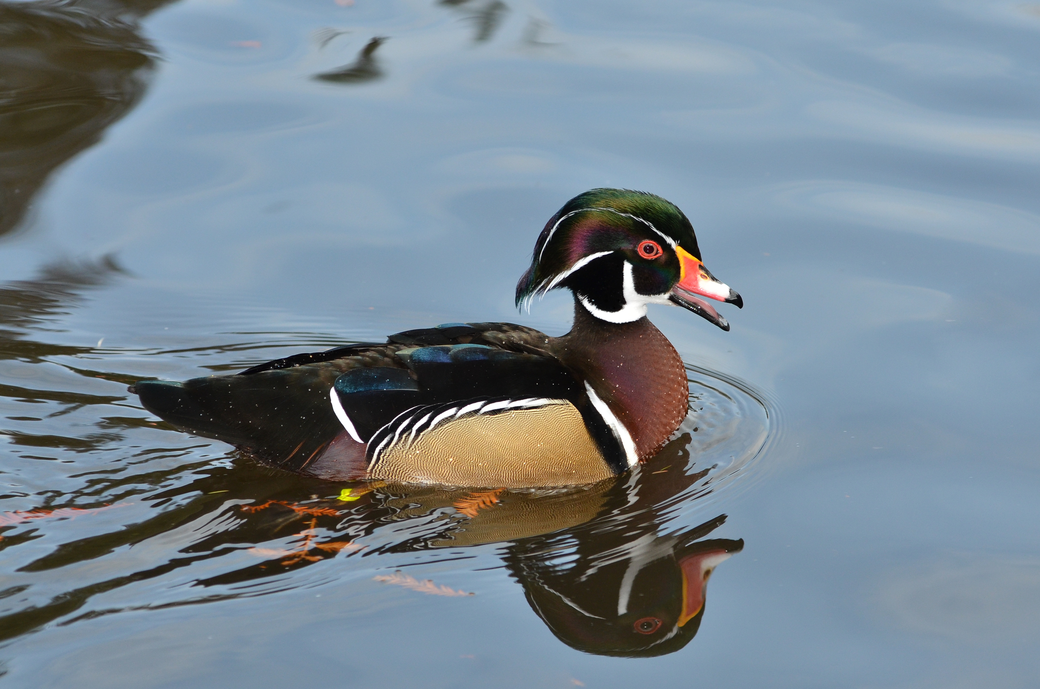 2048x1357 Wood Duck (Aix sponsa) &Acirc;&middot; iNaturalist Canada