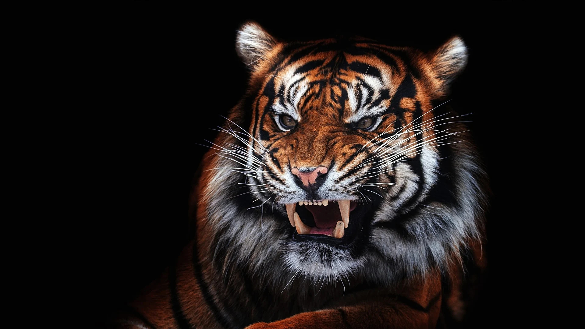 1920x1080 Aggressive Tiger Wallpapers Top Free Aggressive Tiger Backgrounds