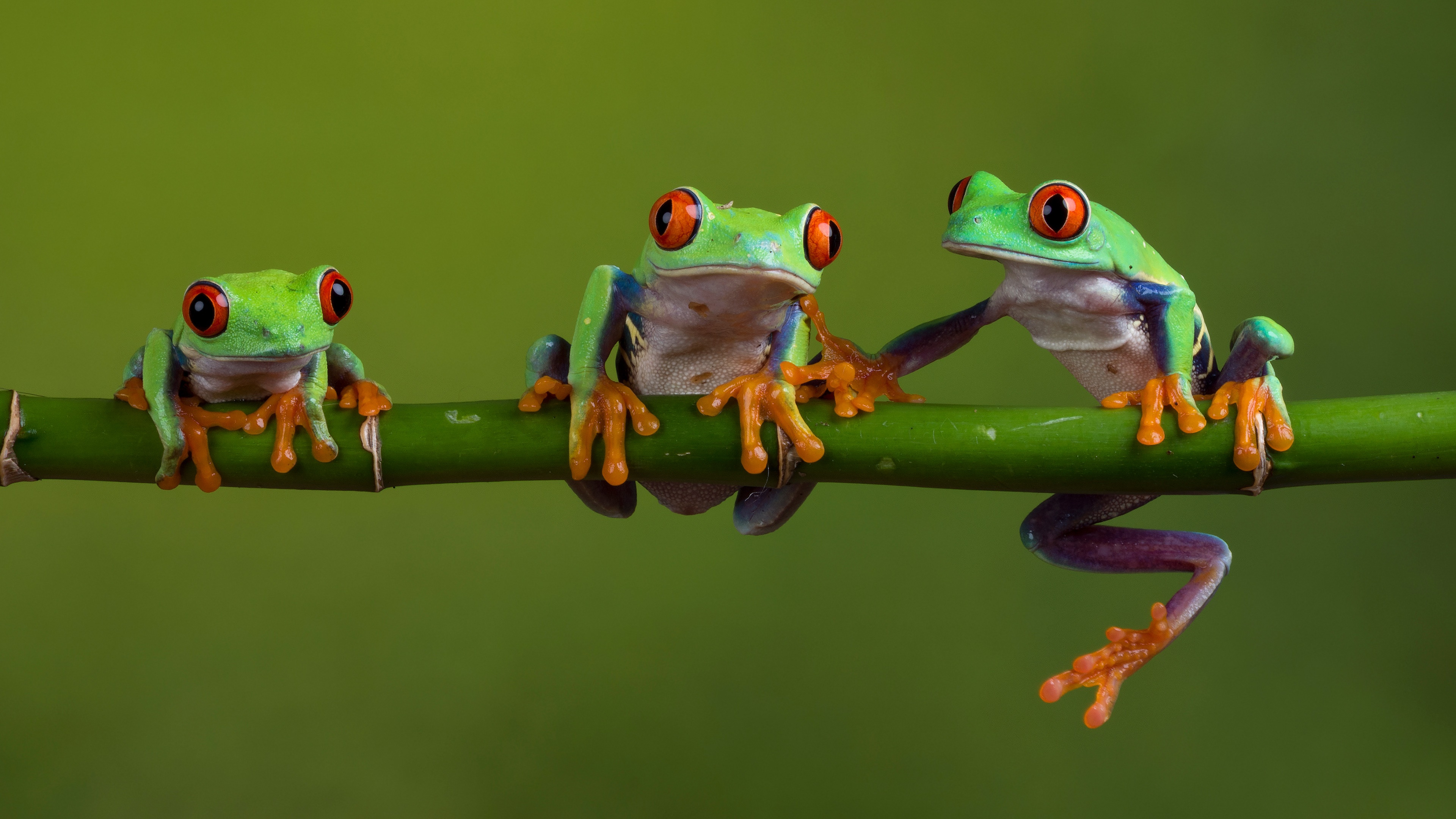 3840x2160 20+ Red-Eyed Tree Frog HD Wallpapers and Backgrounds