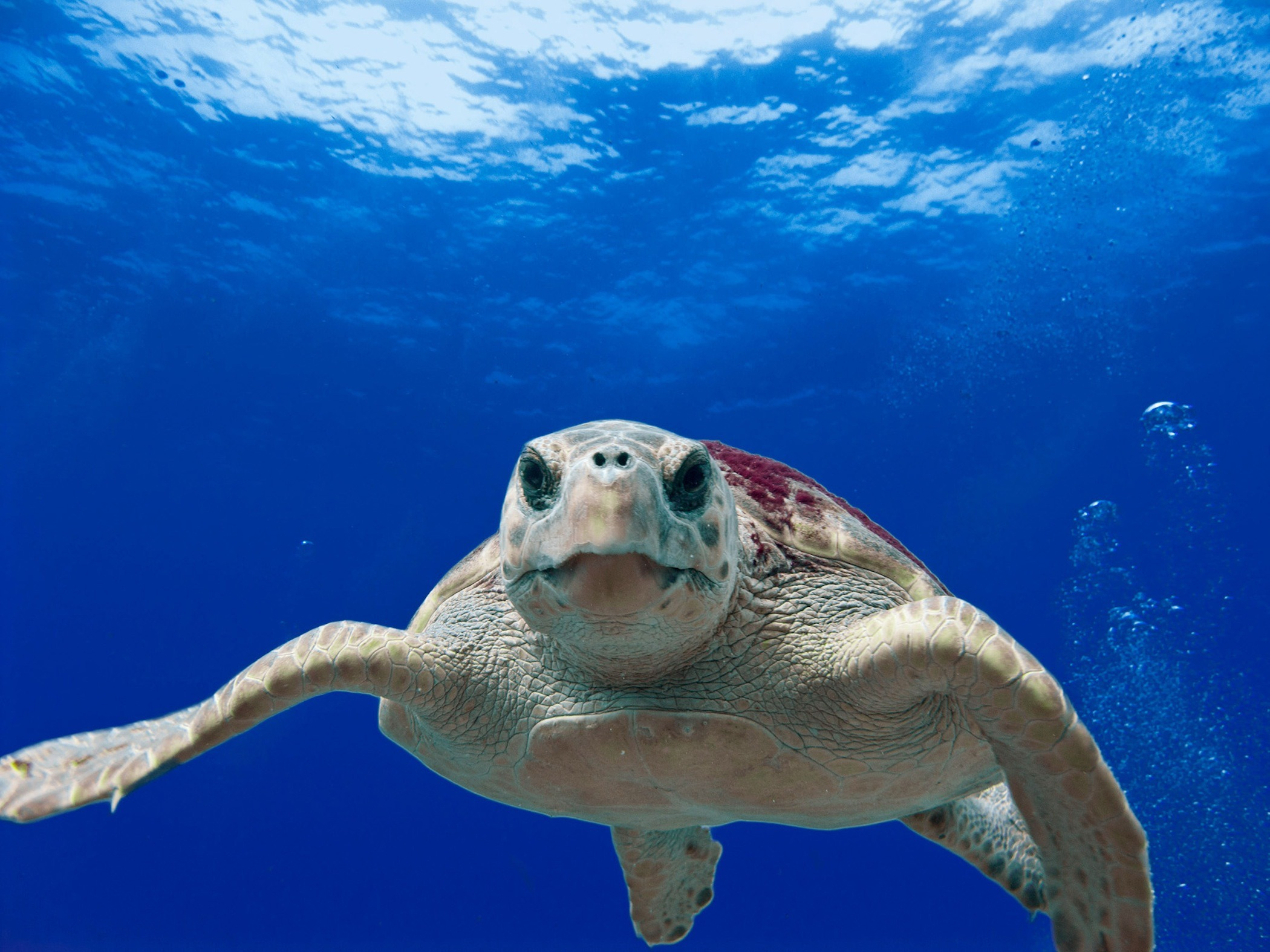 2100x1575 Sea Turtle Photos, Download Free Sea Turtle Stock Photos \u0026 HD Images
