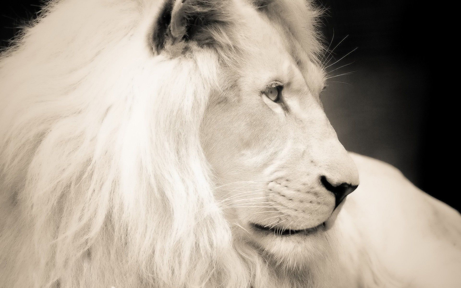 1920x1200 White Lion Collection See All #Wallpapers : #wallpapers #background #animals