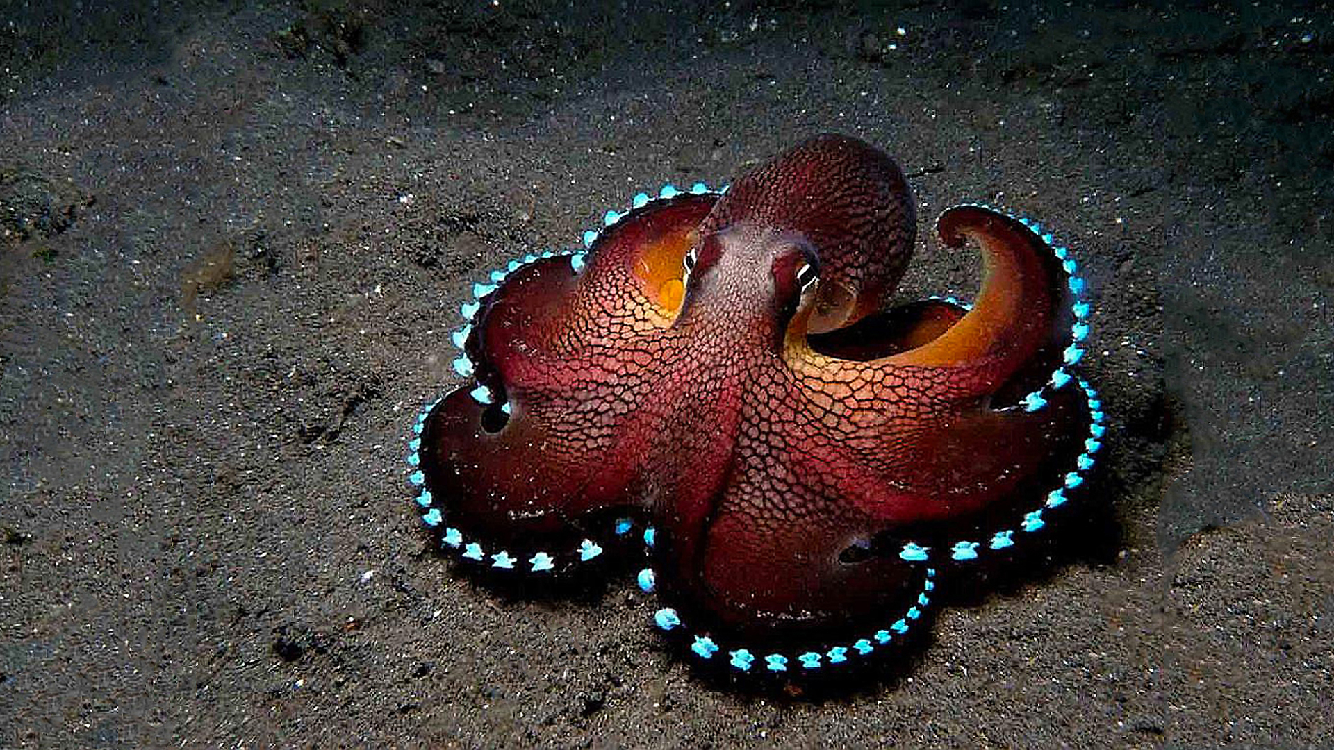 1920x1080 Coconut Octopus [] Imgur