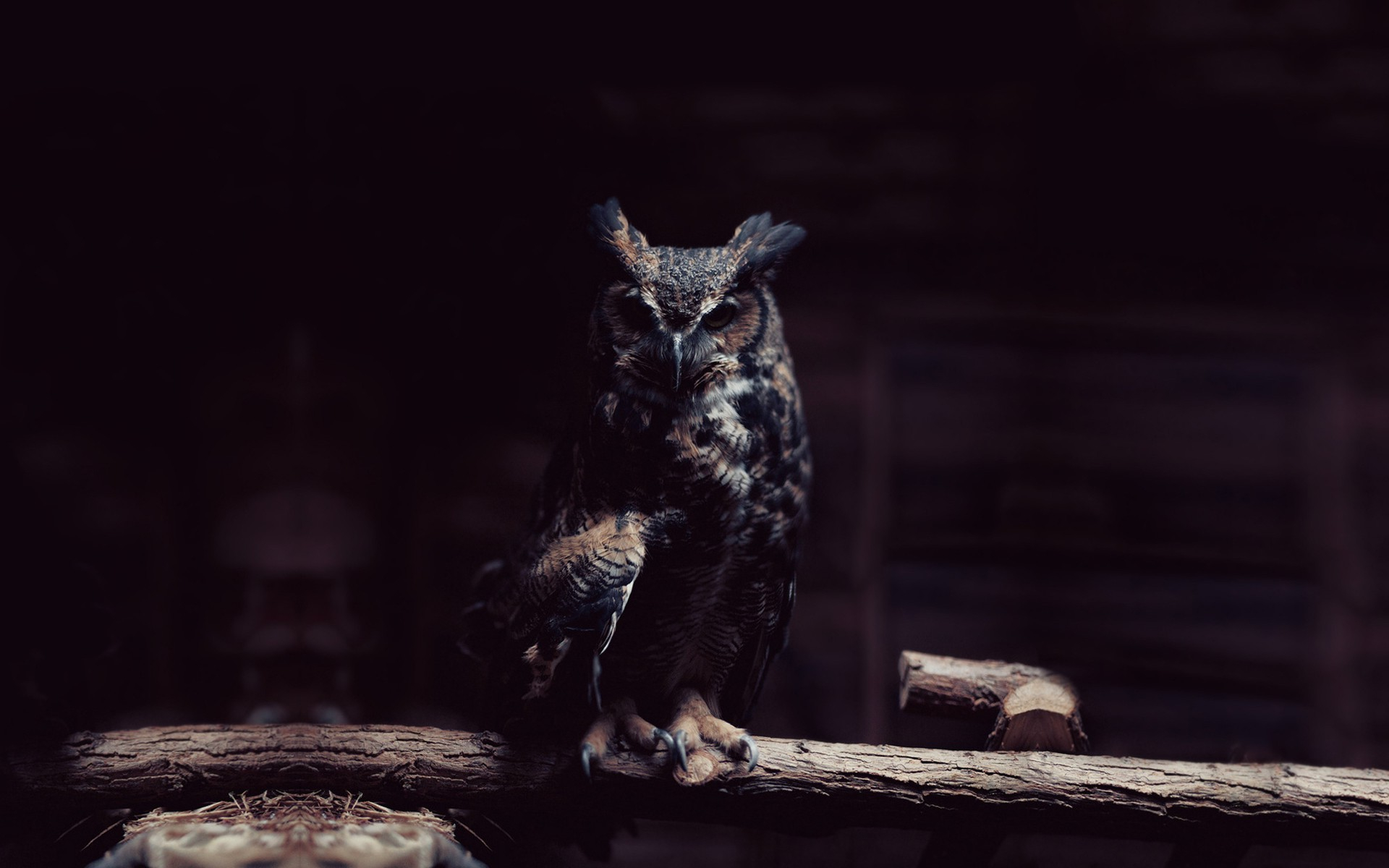 1920x1200 Owl Wallpapers Wallpapers All Superior Owl Wallpapers Backgrounds
