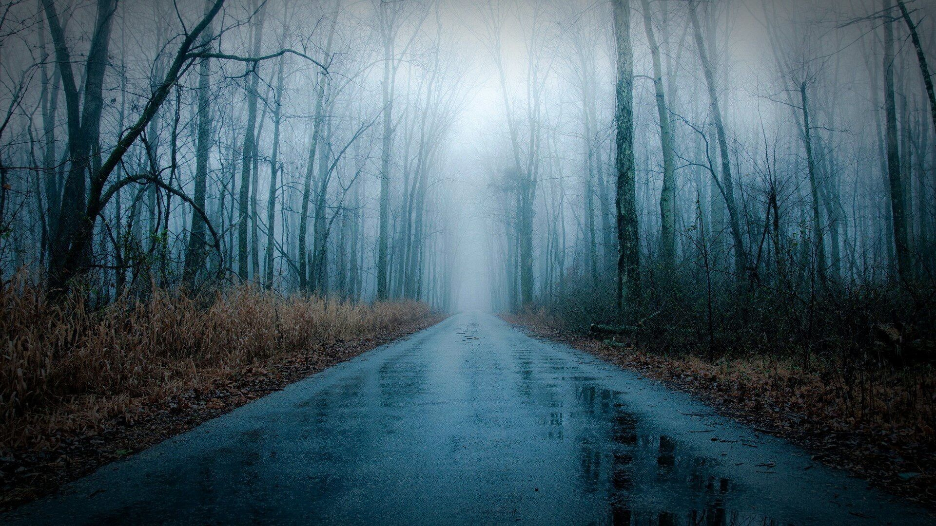 1920x1080 &Ecirc;&#159;&aacute;&acute;&nbsp;s on Twitter | Forest road, Rain wallpapers, Foggy forest