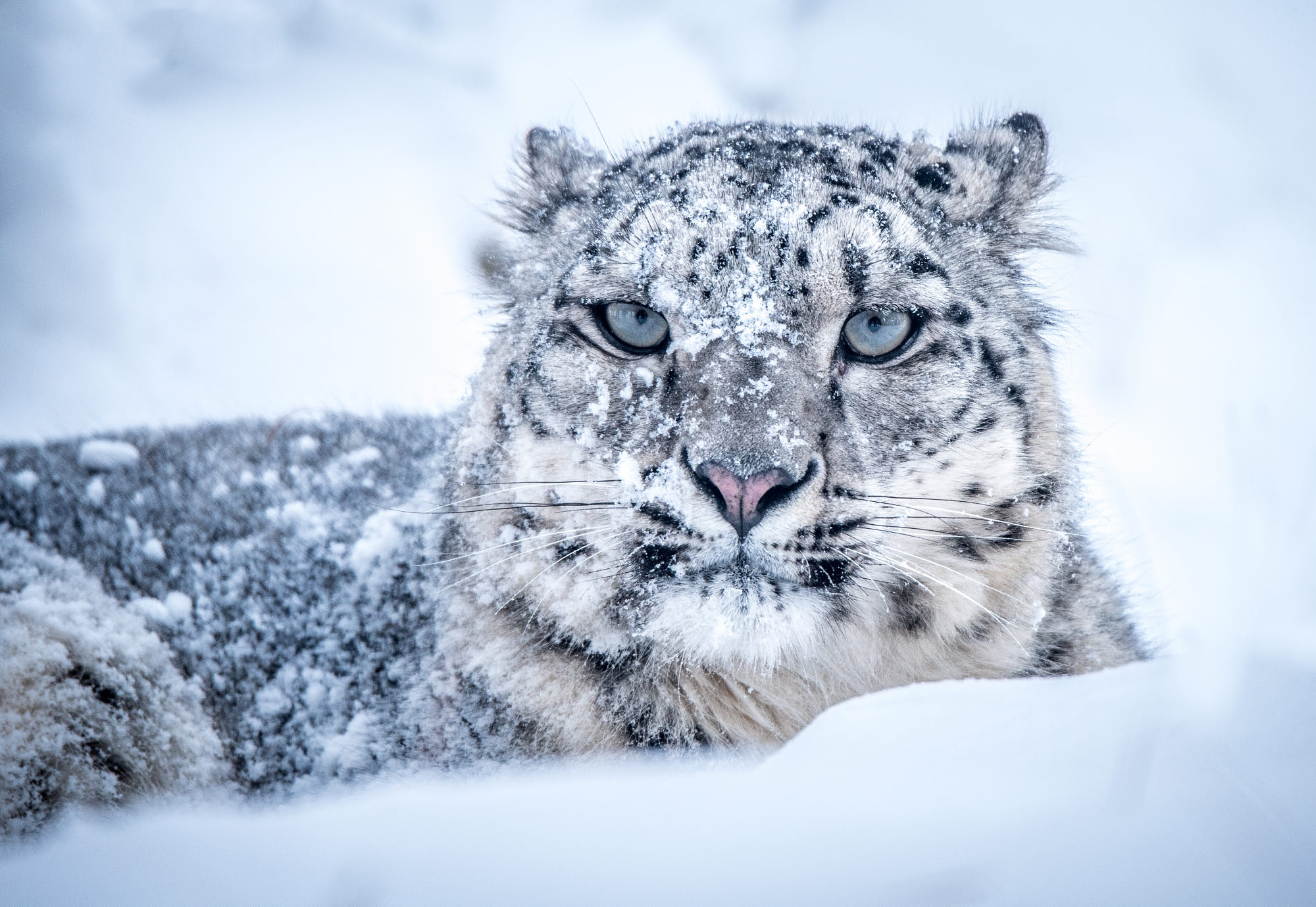 2000x1379 Snow Leopard HD Wallpaper