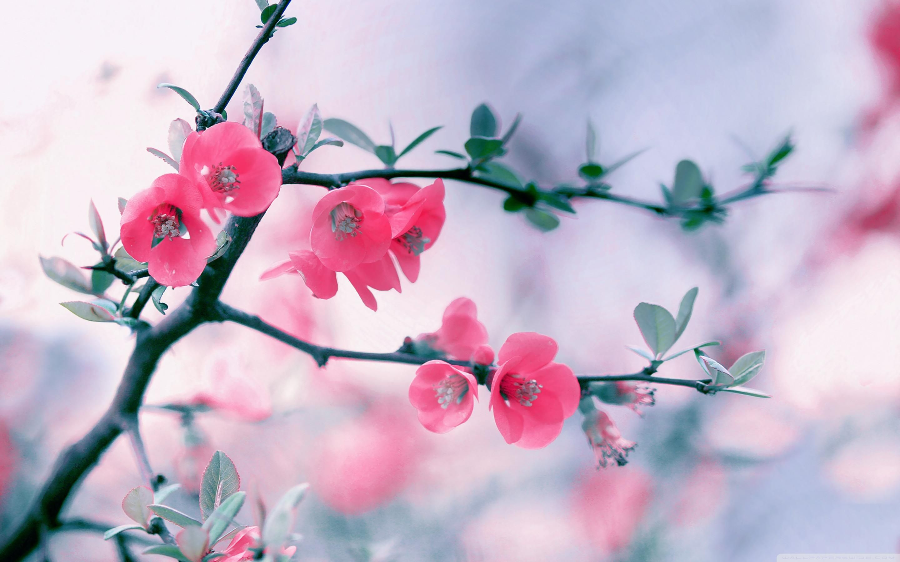 2880x1800 Spring Flowers Slideshow Wallpapers