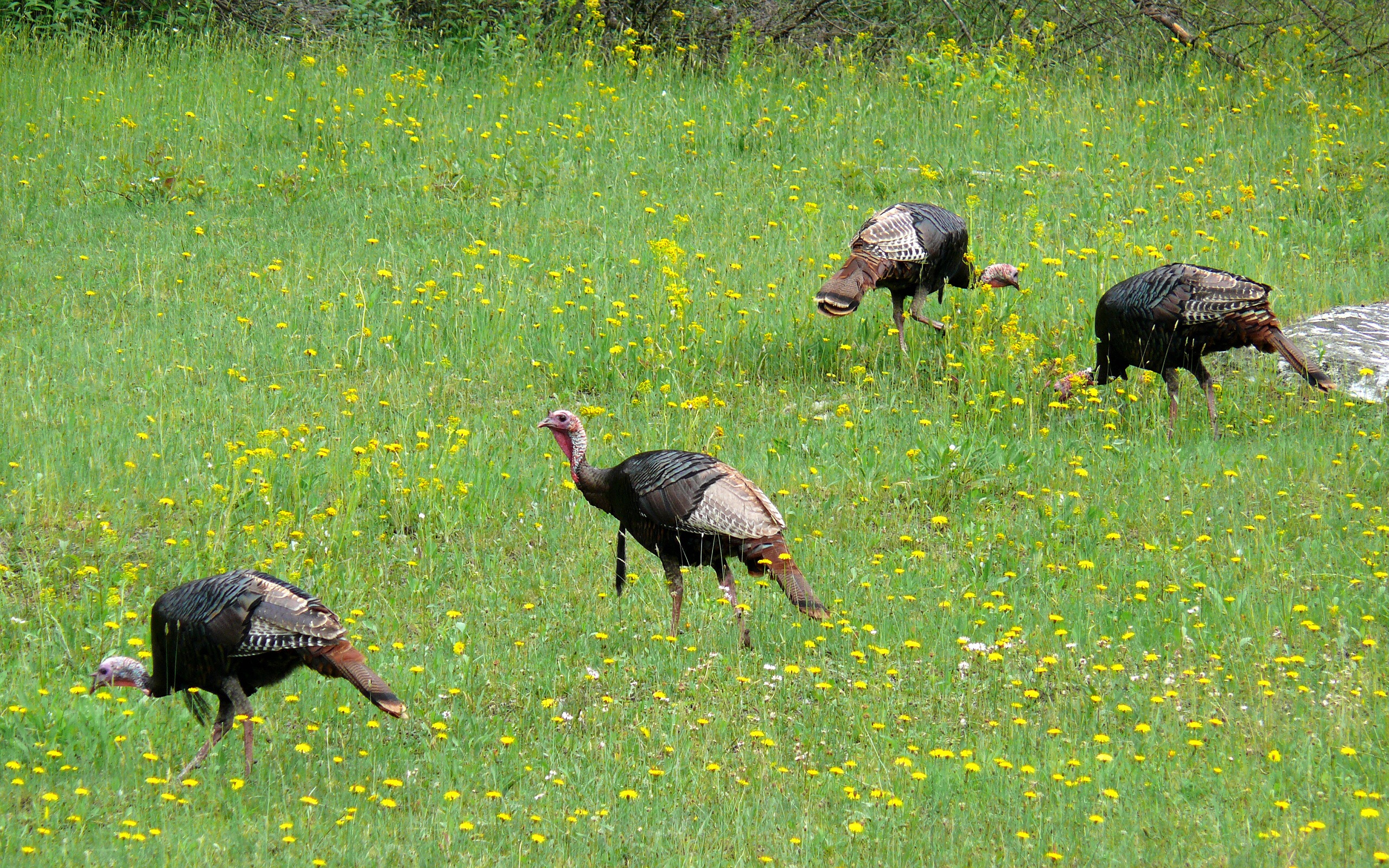 2560x1600 Wild TurkeyMeleagris gallopavo | Help Change The World. The Future Of The County Is Now