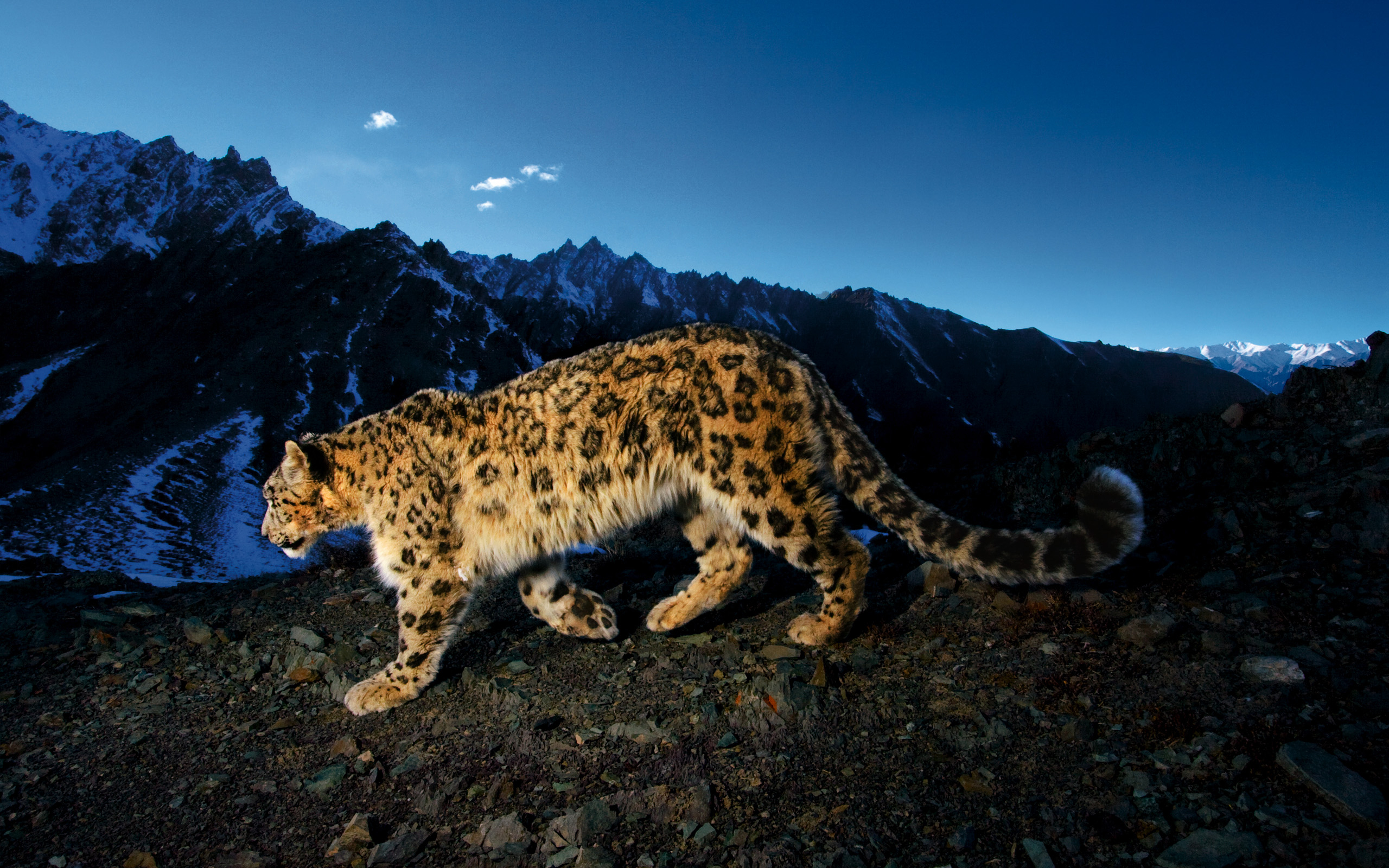 2560x1600 360+ Snow Leopard HD Wallpapers and Backgrounds