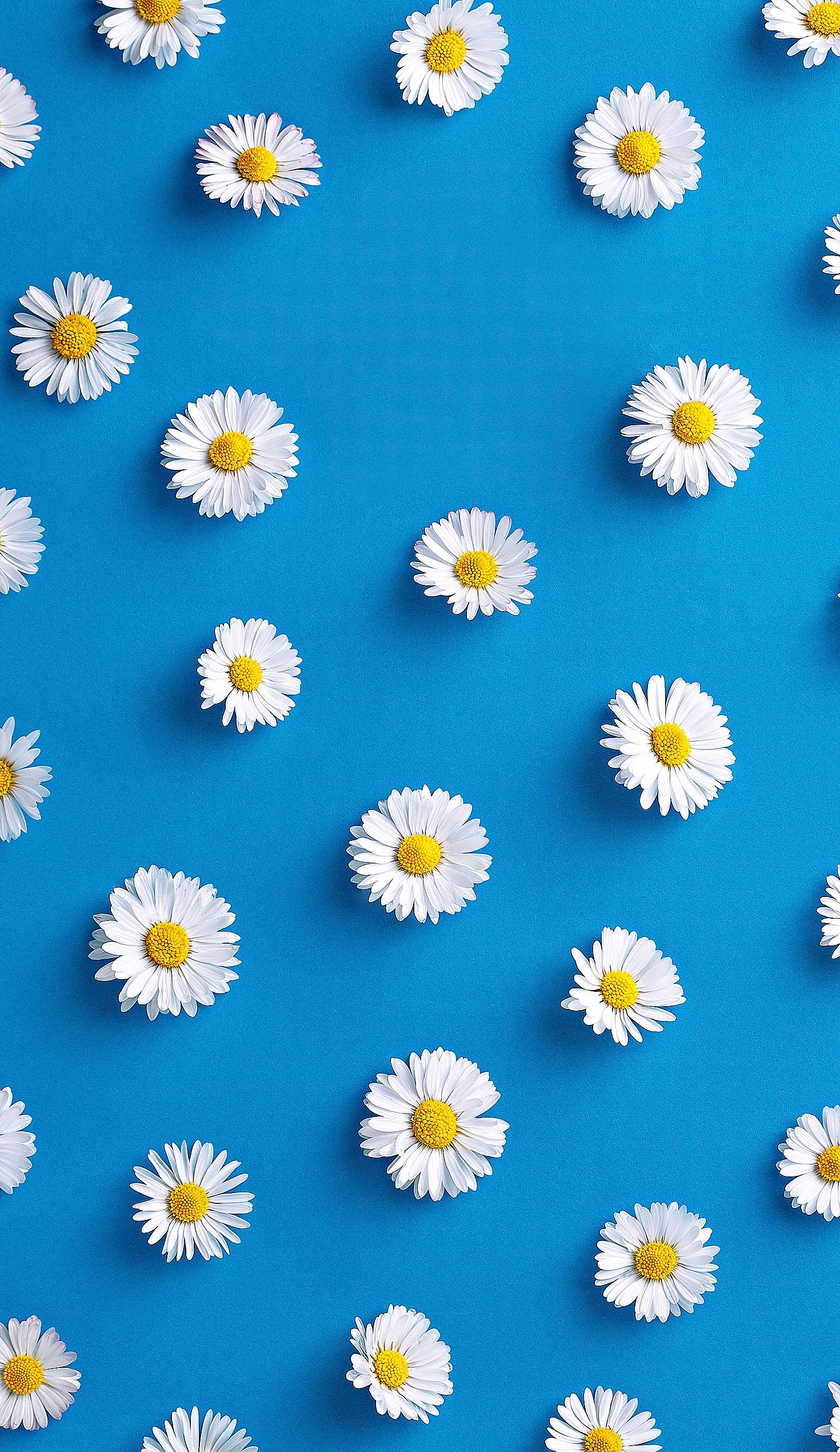1470x2540 Spring Daisy iPhone Wallpapers Top Free Spring Daisy iPhone Backgrounds