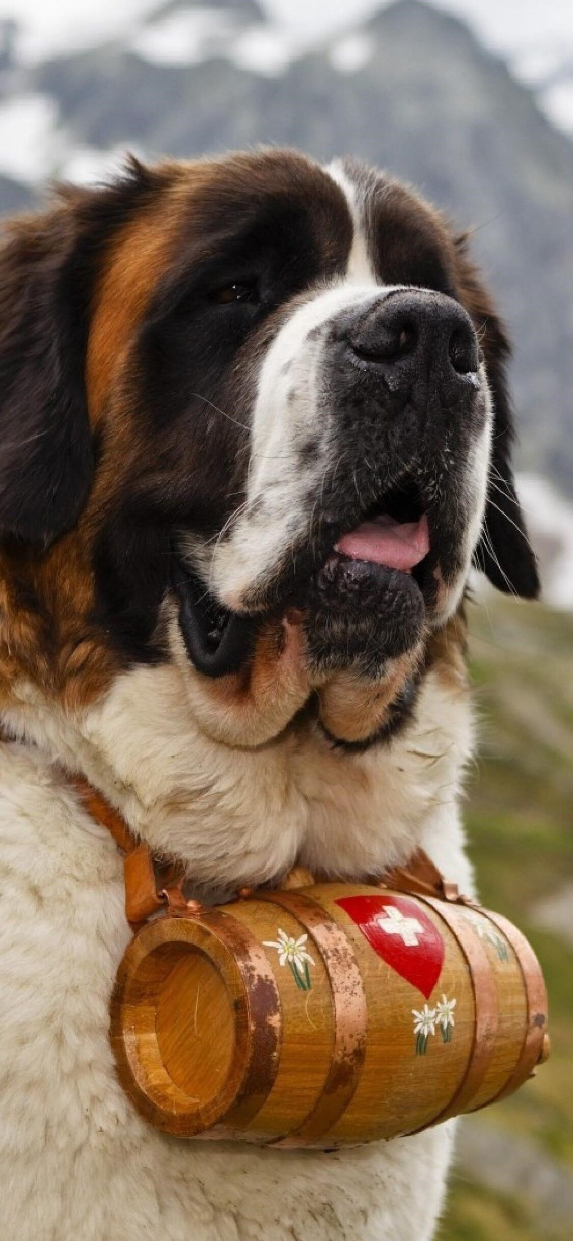 1125x2436 Saint Bernad Iphone XS,Iphone 10,Iphone X HD 4k Wallpapers, Images, Backgrounds, Photos and Pictures