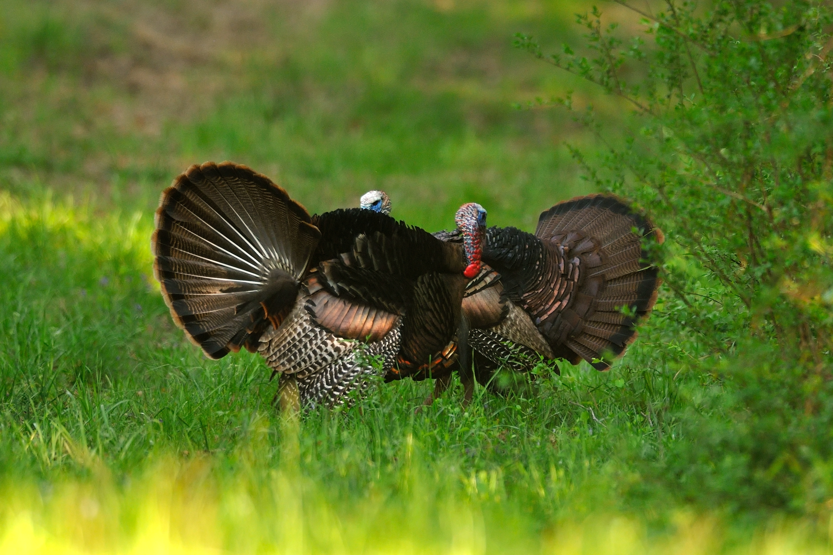 2709x1804 Cool Photos of Fighting Wild Turkey Gobblers