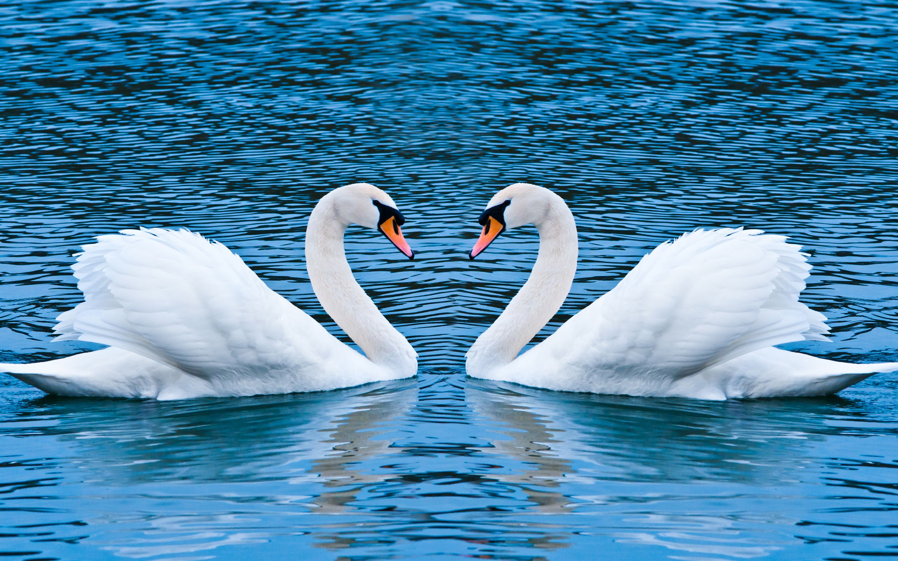 2880x1800 Swan Love Wallpapers | HD Wallpapers | Swan love, Swan wallpaper, Birds wallpaper hd