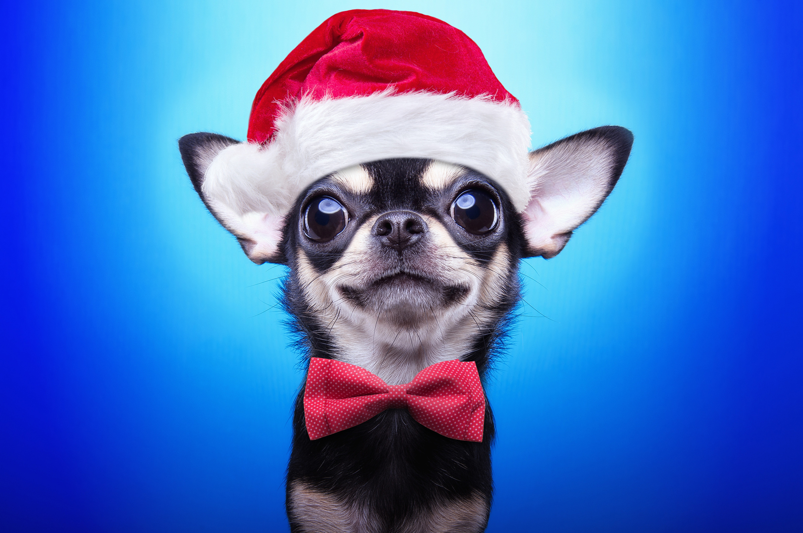 2560x1700 Christmas Puppy Chromebook Pixel HD 4k Wallpapers, Images, Backgrounds, Photos and Pictures