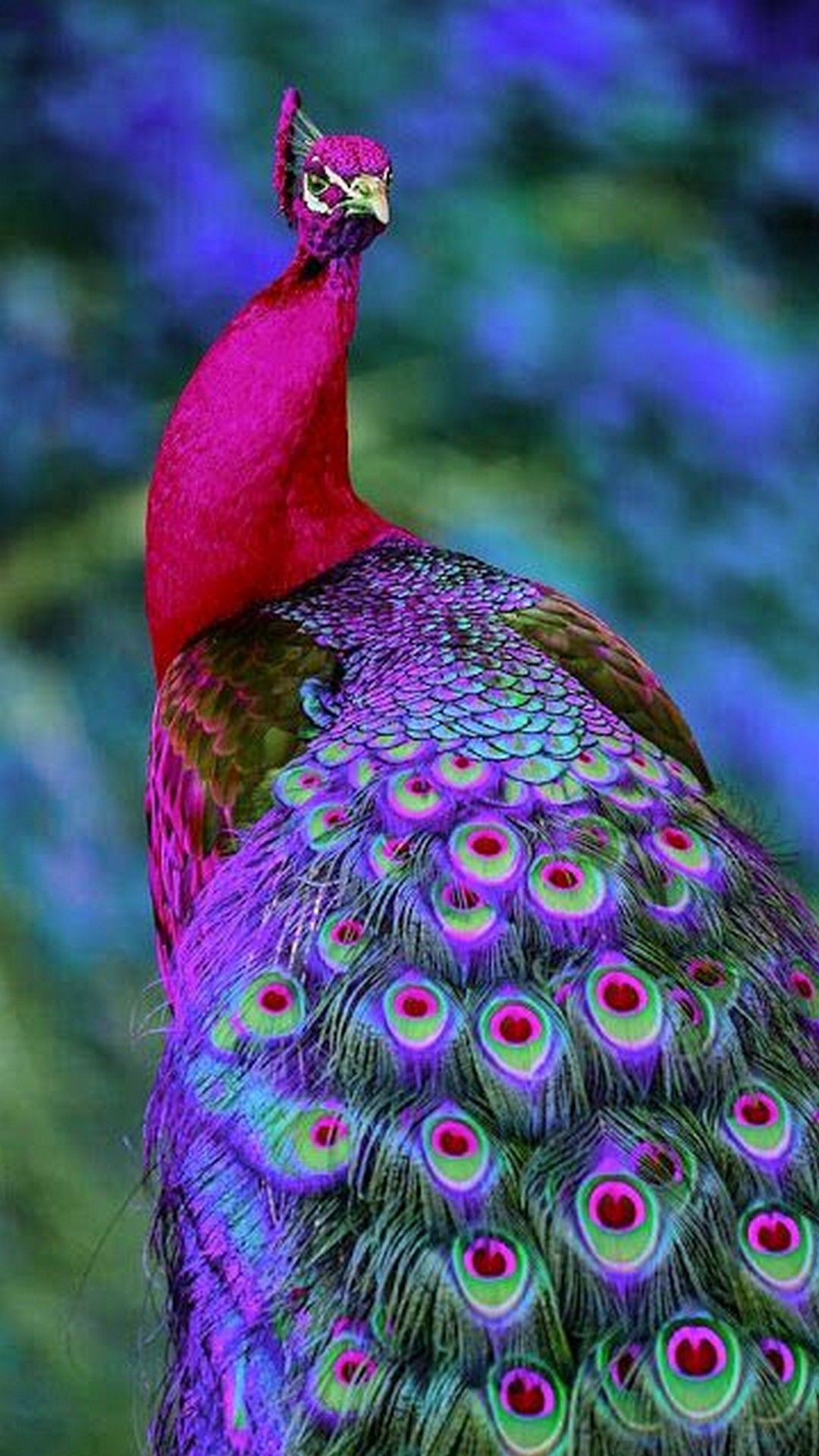 1080x1920 Colorful Peacock Wallpaper iPhone Best iPhone Wallpaper | Beautiful birds, Colorful birds, Most beautiful birds