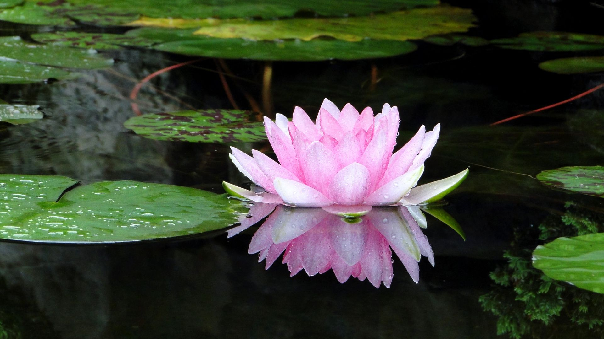 1920x1080 Desktop Wallpaper Pond, Water Lily, Flower, Reflections, Hd Image, Picture, Background, 6be7d8