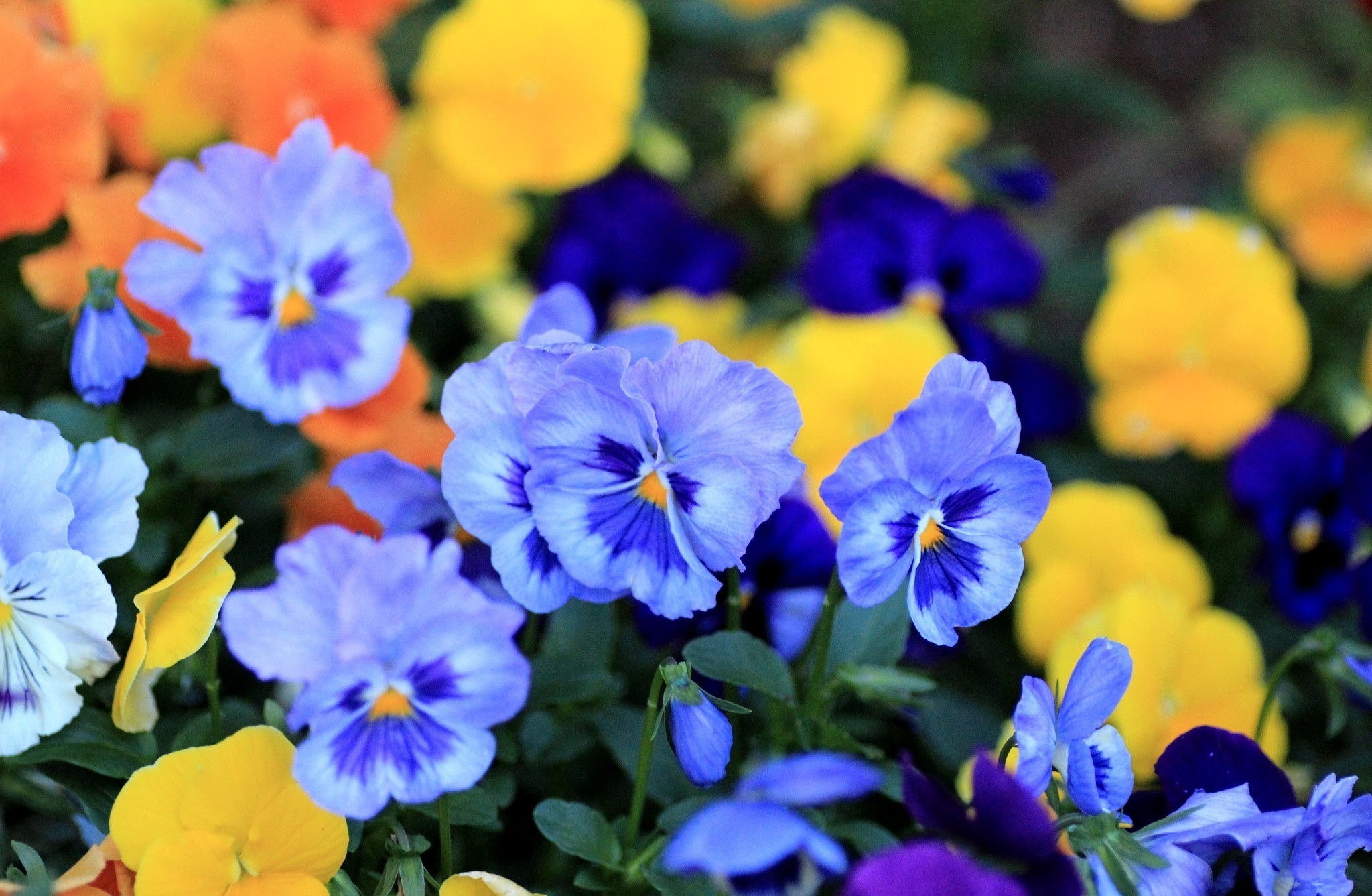 2048x1337 pansy, Viola, Flowers, Blue, Petals Wallpapers HD / Desktop and Mobile Backgrounds