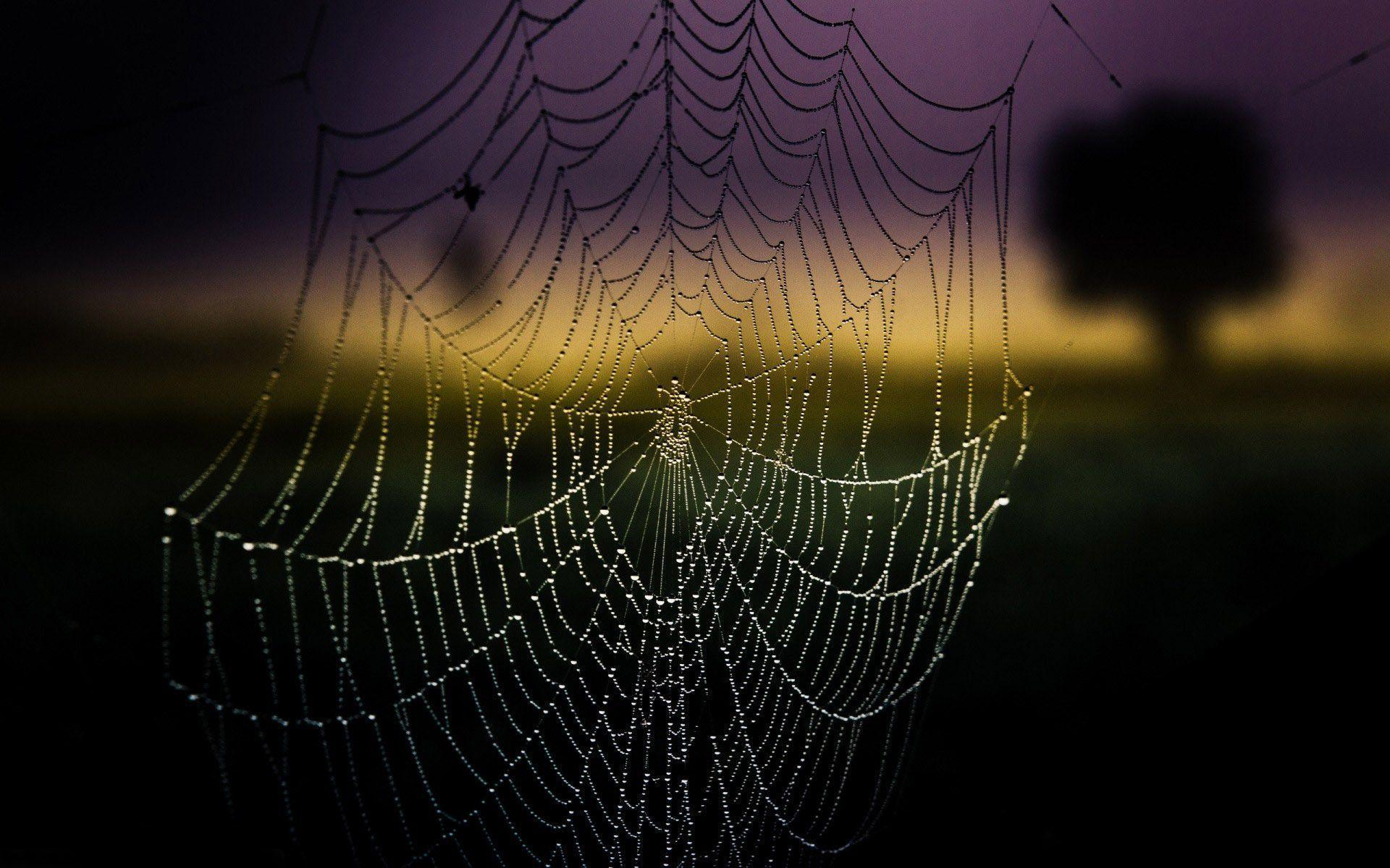 1920x1200 Spider Web Wallpapers