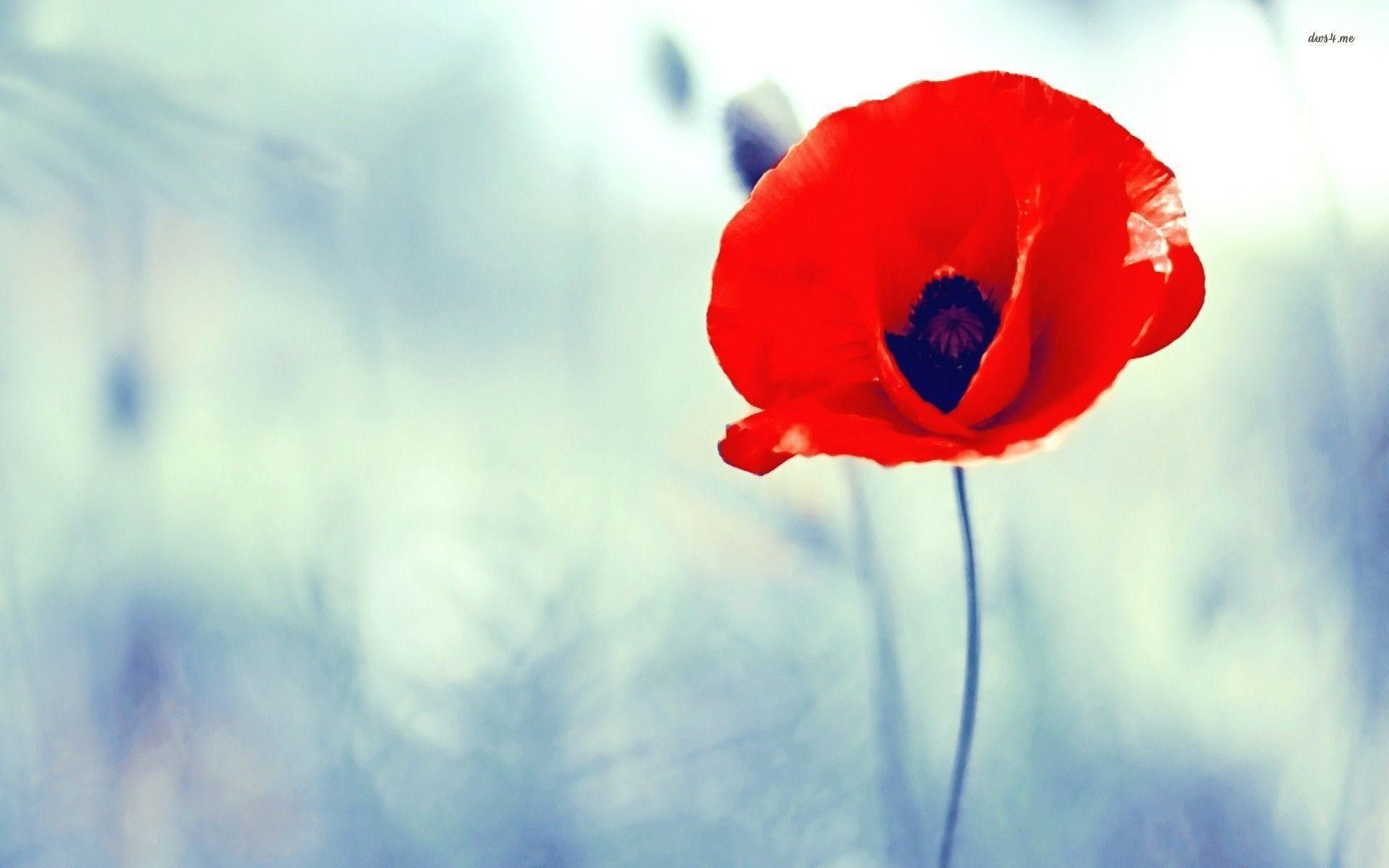 1920x1200 Red Poppy Wallpapers Top Free Red Poppy Backgrounds