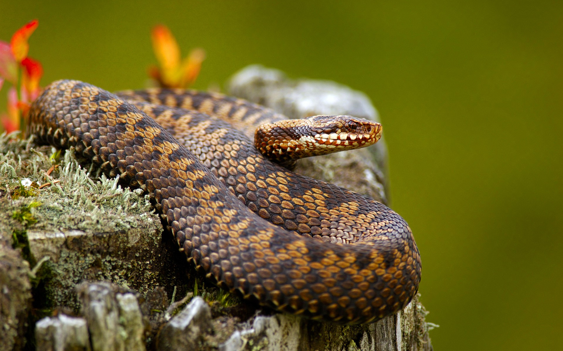 1920x1200 animals, Snake, Nature, Reptile Wallpapers HD / Desktop and Mobile Backgrounds