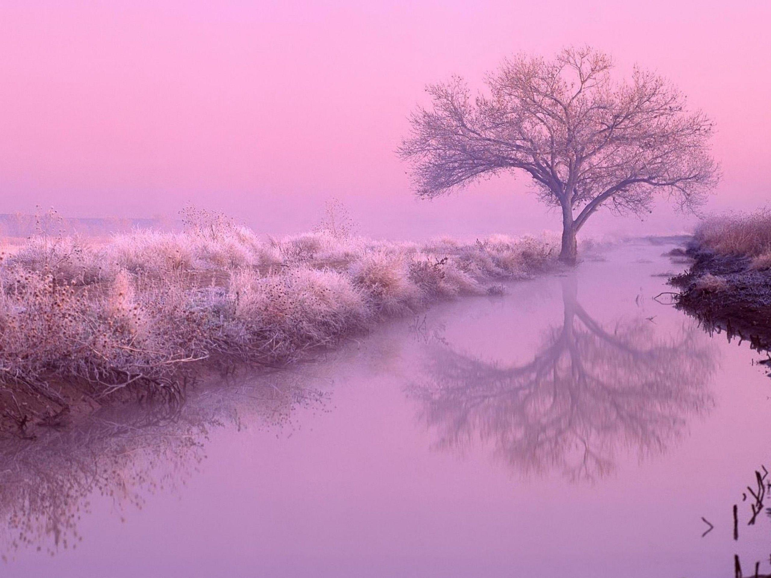 2560x1920 Pink Nature Wallpapers