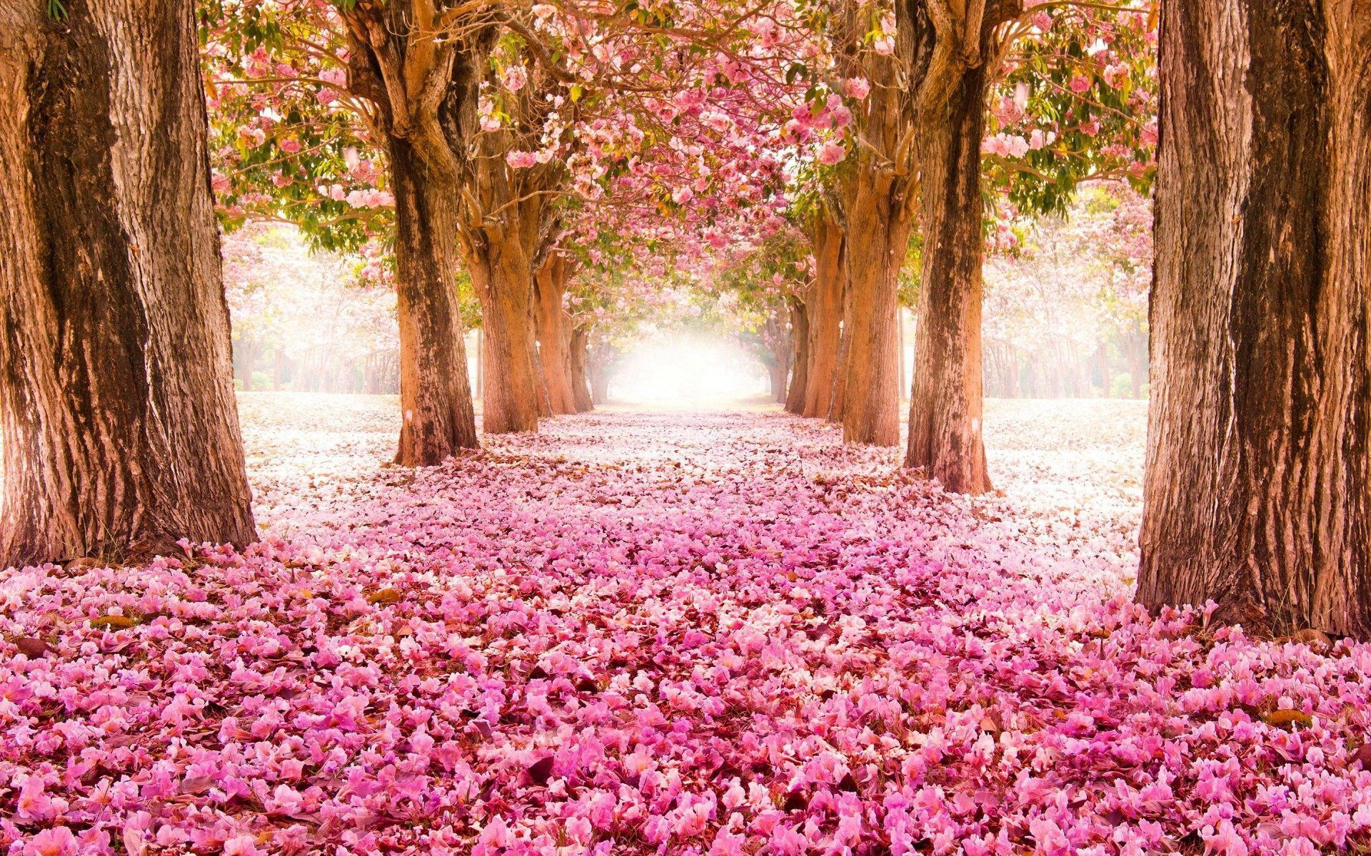 1920x1200 Spring Trees Wallpapers Top Free Spring Trees Backgrounds