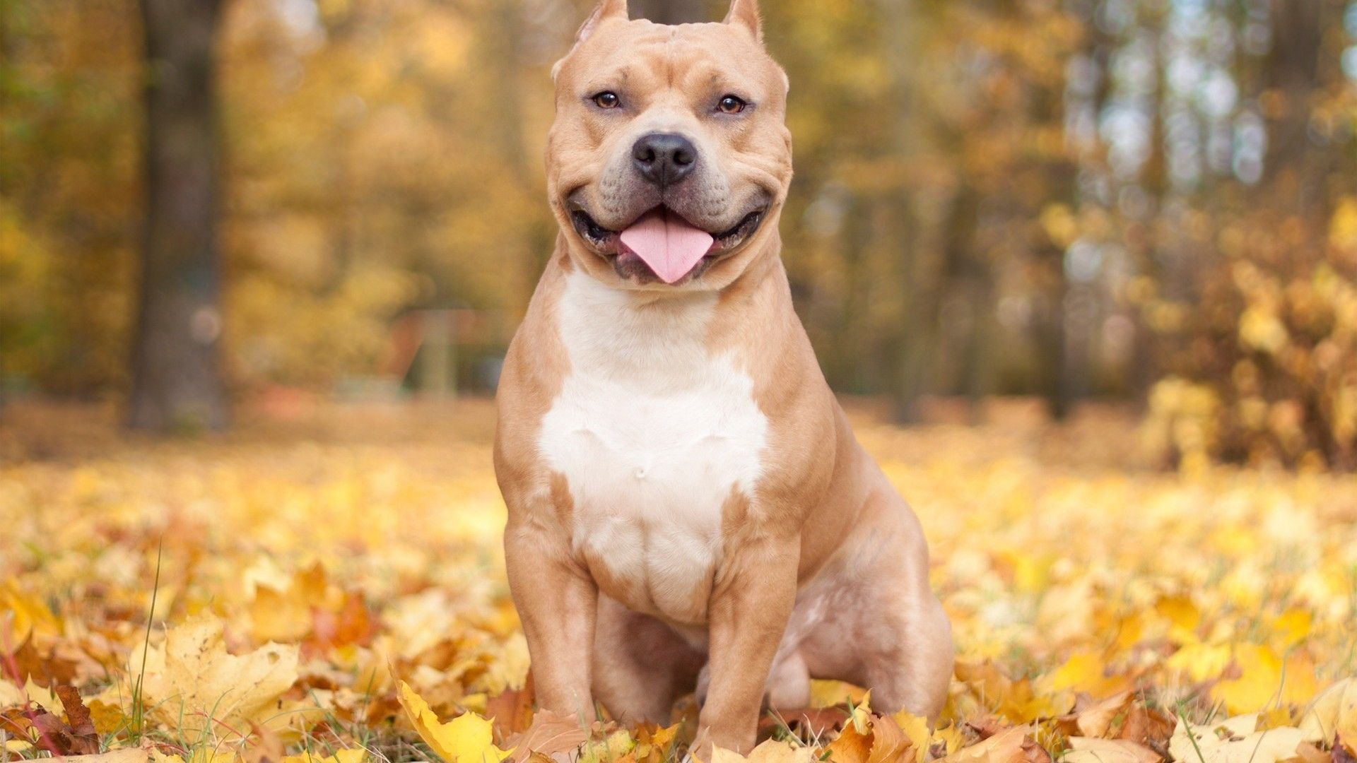 1920x1080 Dog smile :) | Pitbulls, Pitbull dog, American pitbull terrier