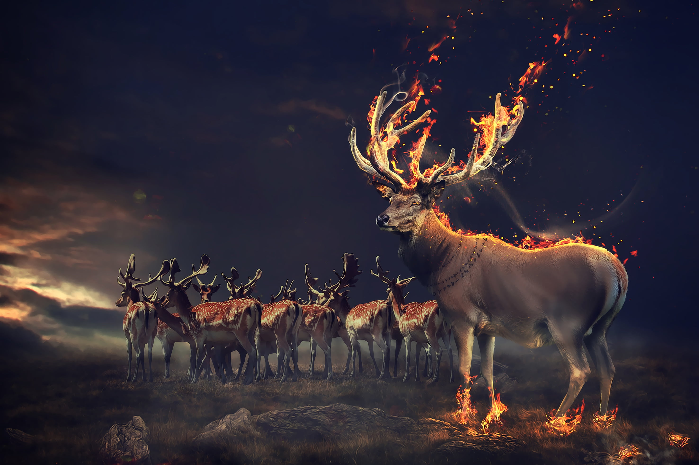 2953x1965 Brown reindeer illustrations, Deers, Fire, HD HD wallpaper
