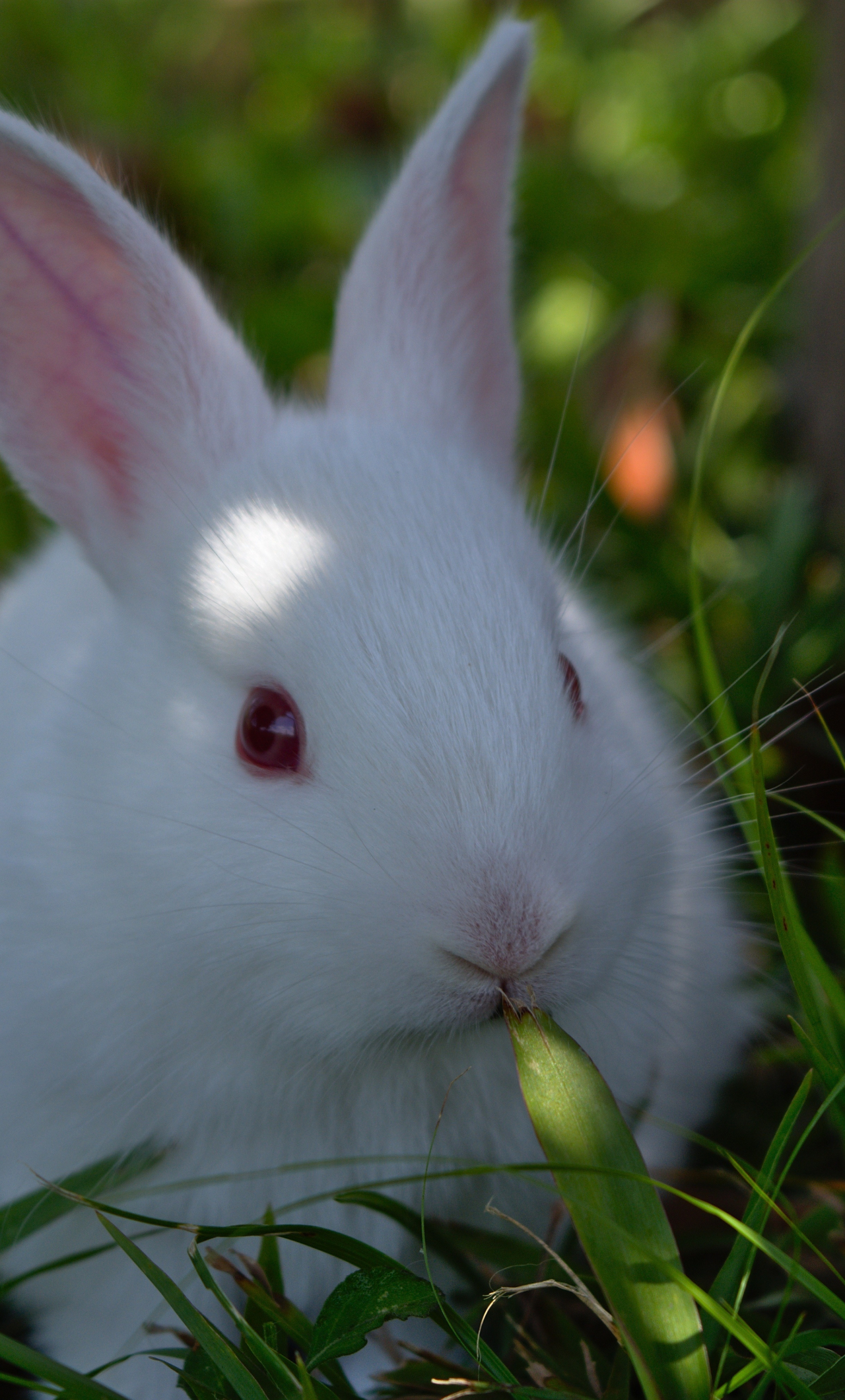 1280x2120 Download cute, white rabbit, animal wallpaper, iphone 6 plus, hd image, background, 4812