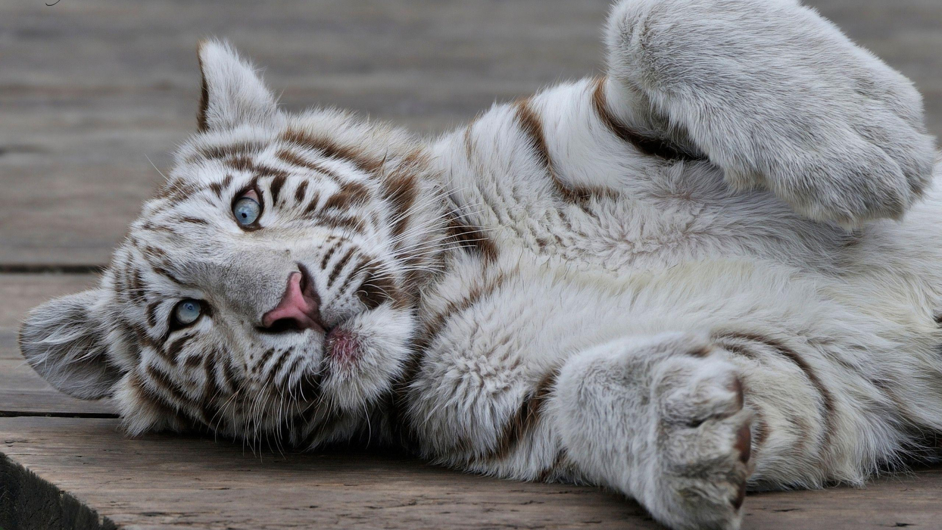 1920x1080 Free download White Tiger Cubs Wallpapers [2560x1600] for your Desktop, Mobile \u0026 Tablet | Explore 71+ White Tiger Cubs Wallpaper | Tiger Wallpaper HD, Cubs Win Wallpaper, Tigers Wallpapers for Desktop