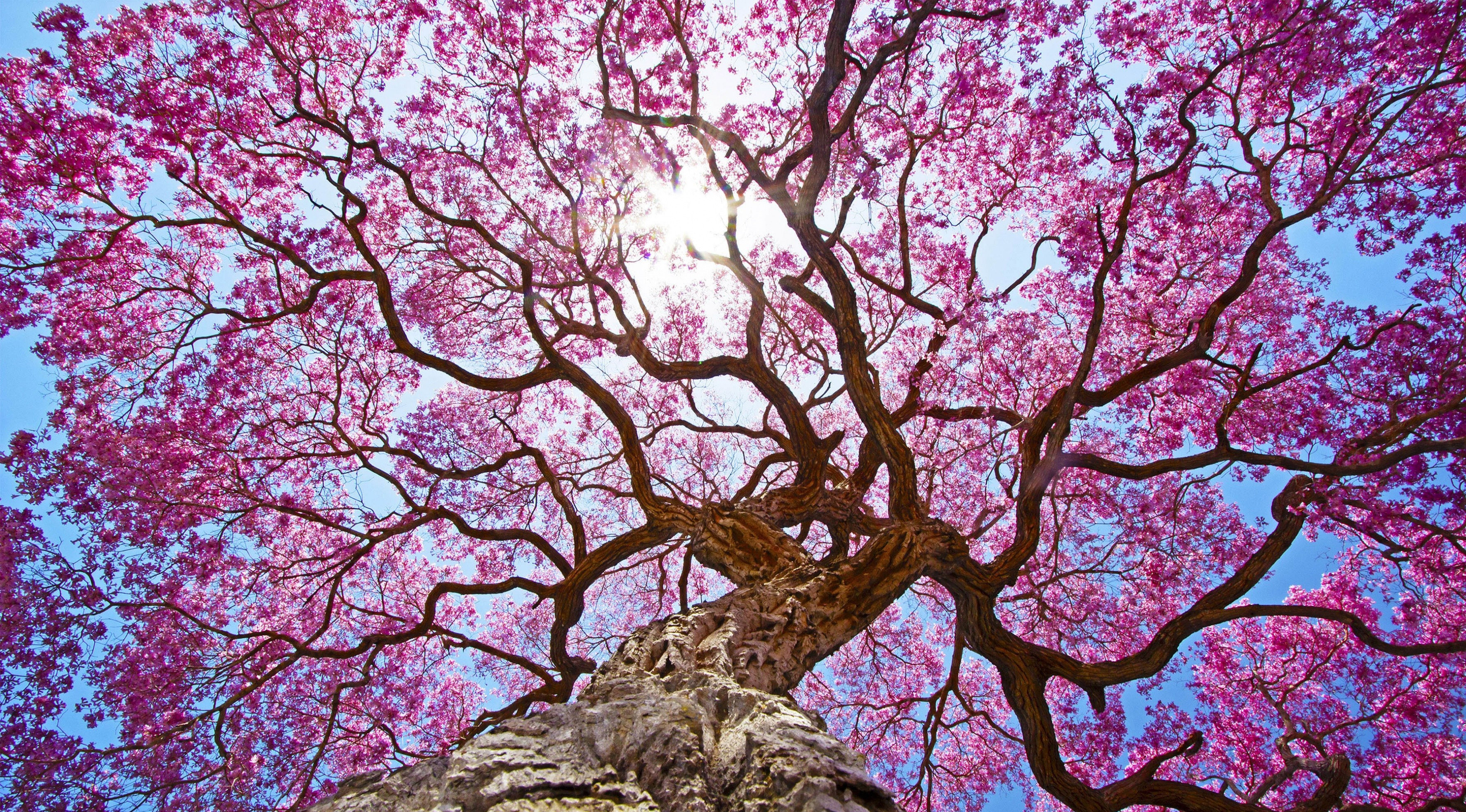 3554x1970 Pink Tree 4k, HD Nature, 4k Wallpapers, Images, Backgrounds, Photos and Pictures
